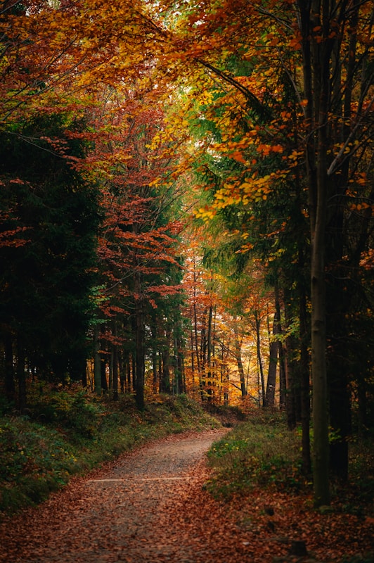A dirt road surrounded by trees and leaves