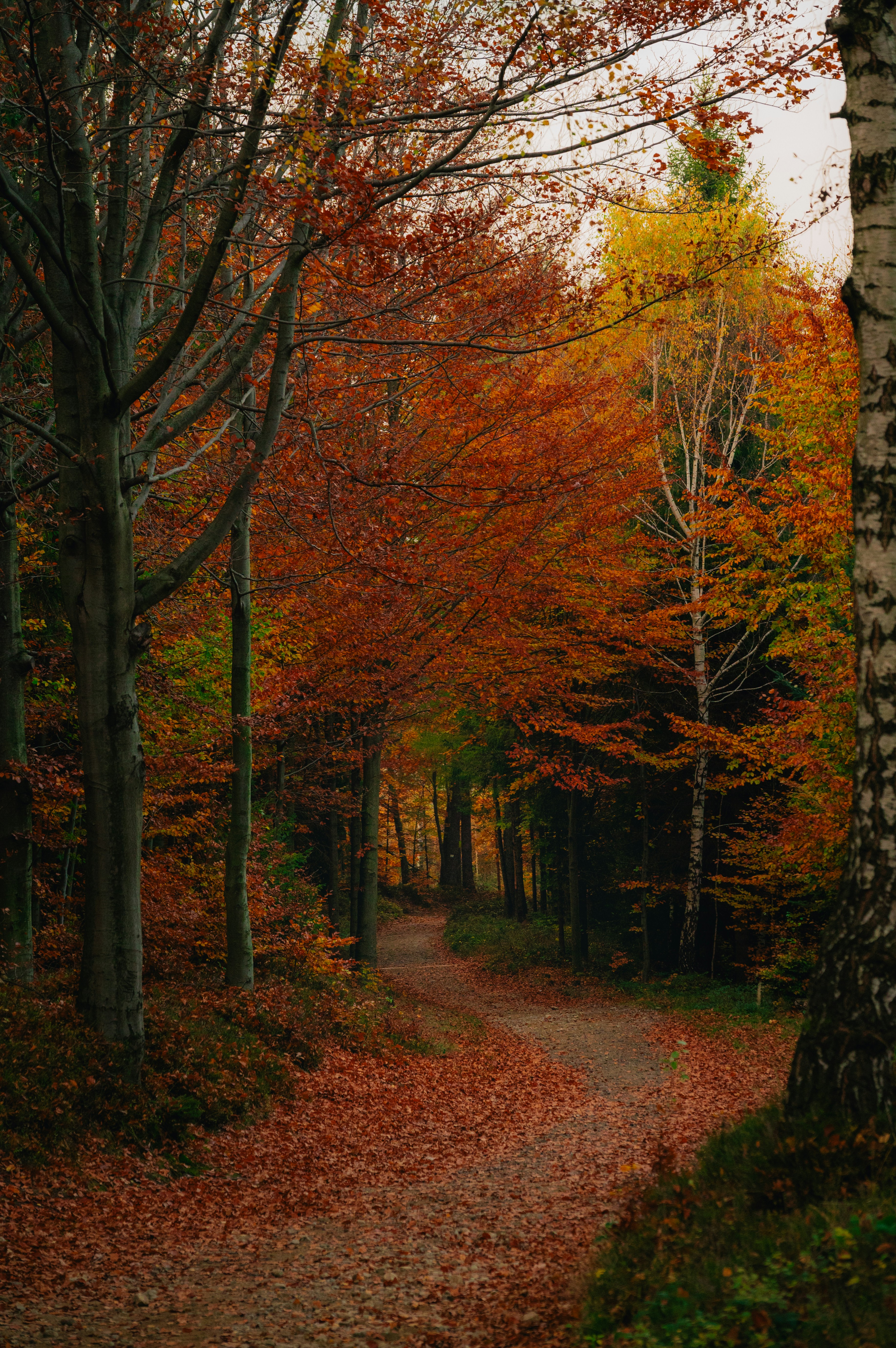 A dirt road surrounded by trees and leaves