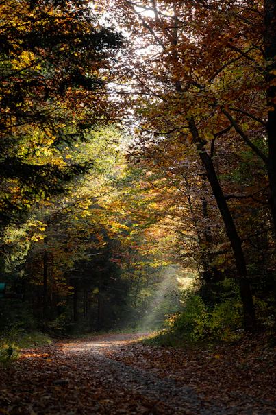 A dirt road surrounded by trees and leaves