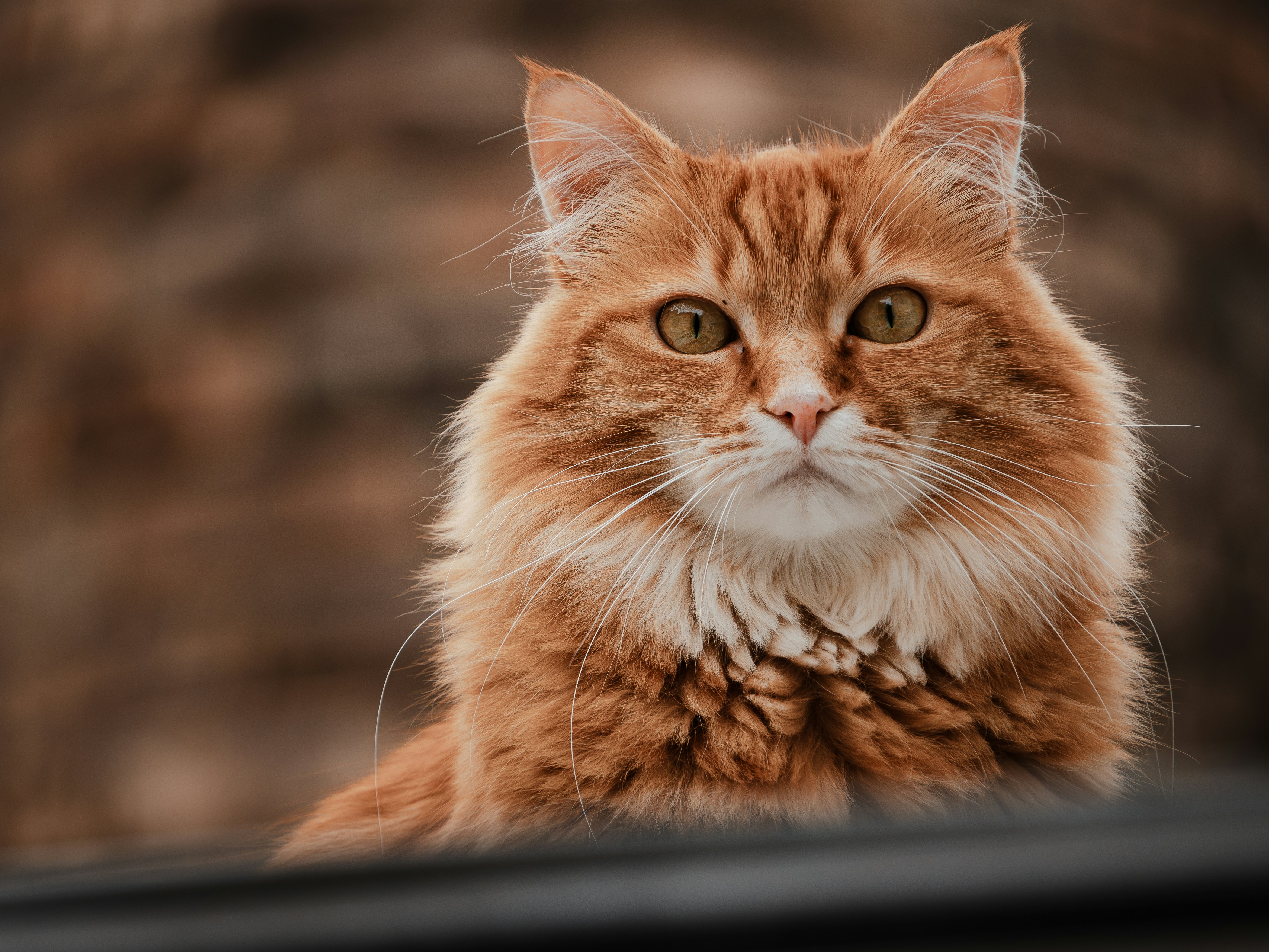 A close up of a cat looking at the camera