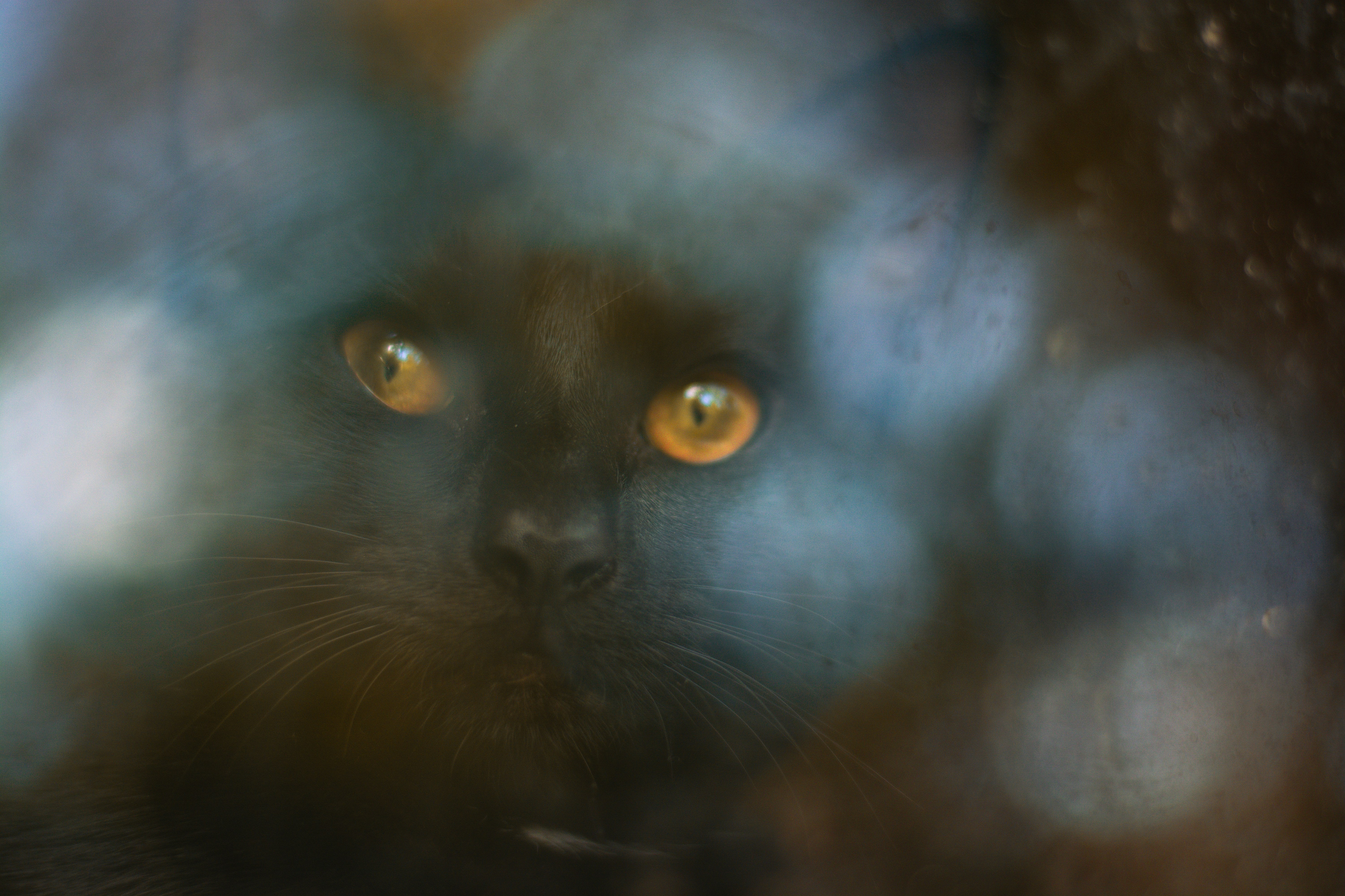 A close up of a black cat with yellow eyes