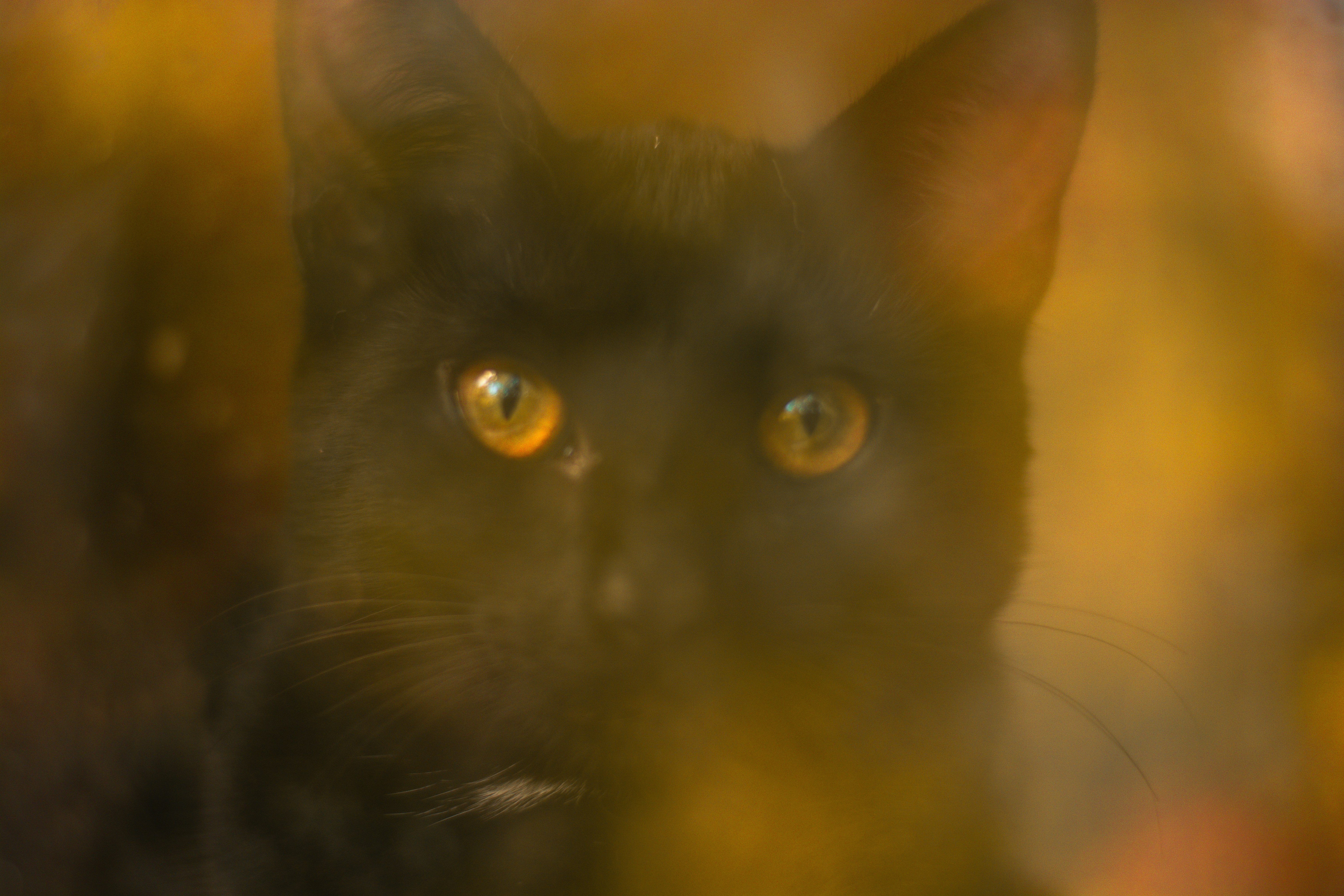 A close up of a black cat with yellow eyes