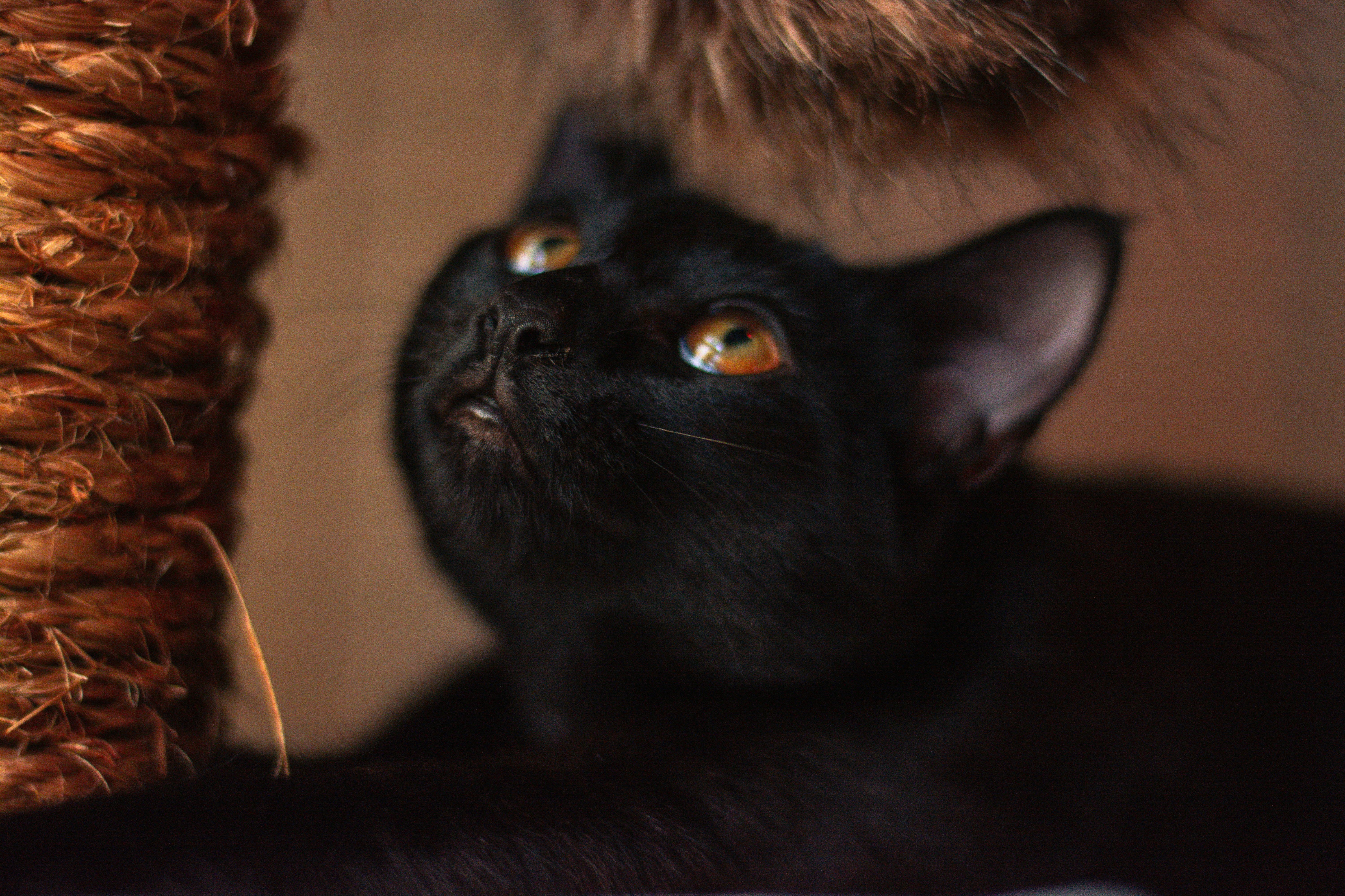 A close up of a cat near a scratching post