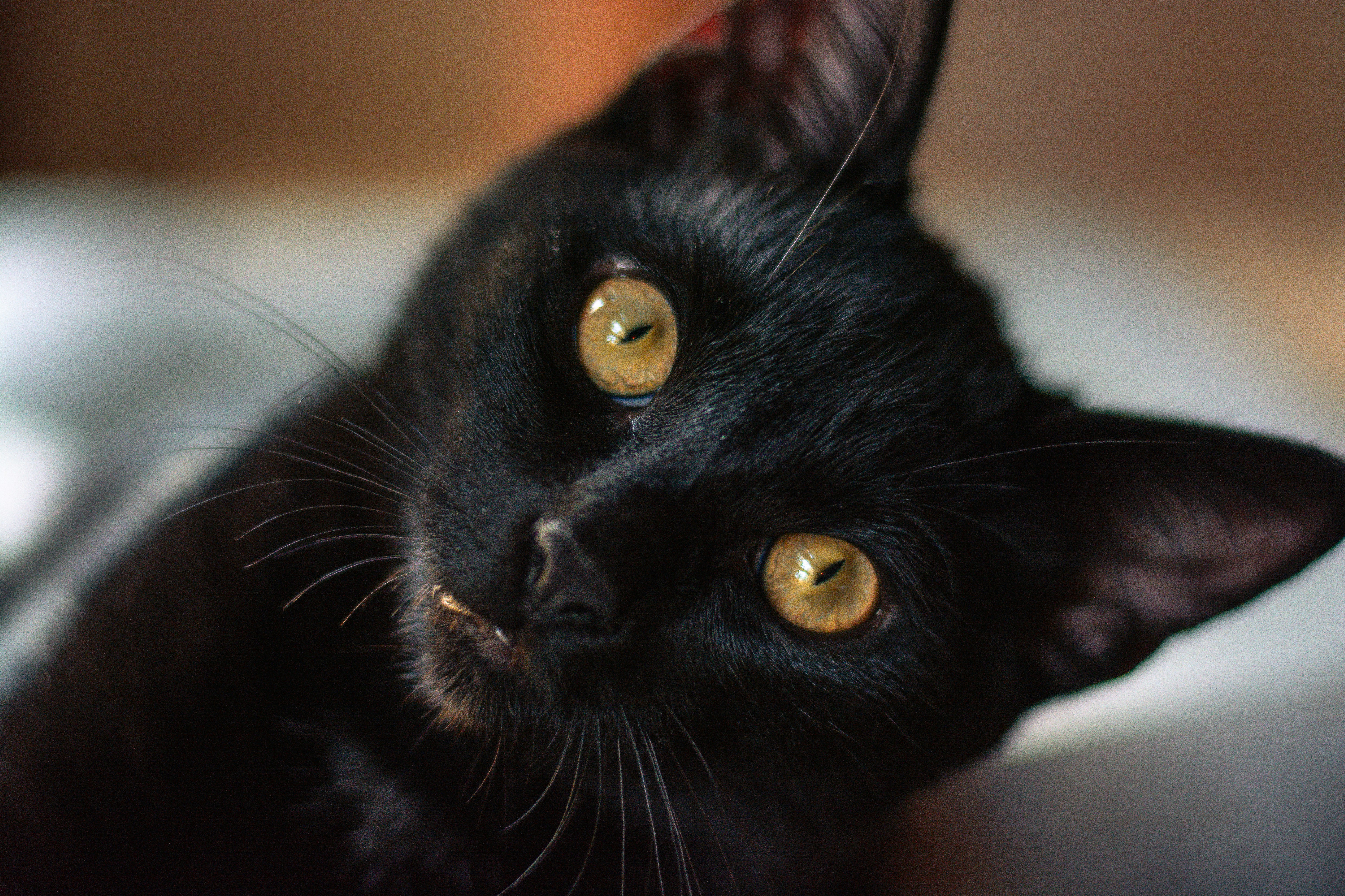 Seeking Warmth and Comfort (image credits: unsplash)