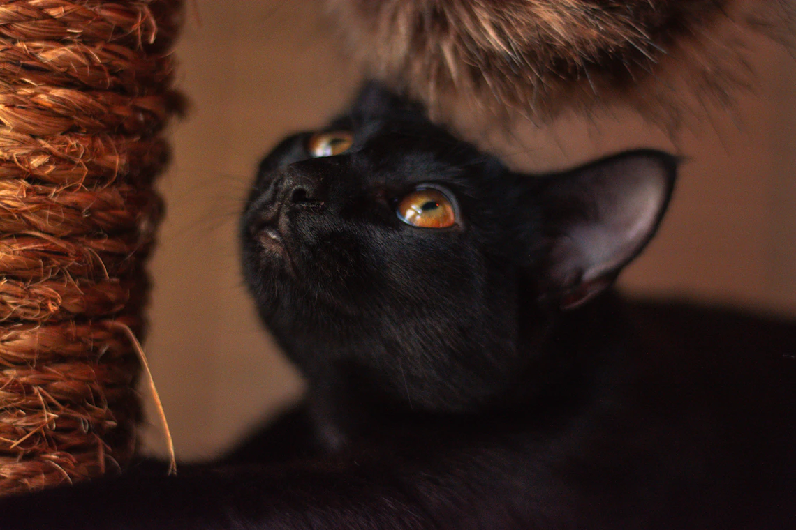 Black cat beside a natural-fiber scratching post