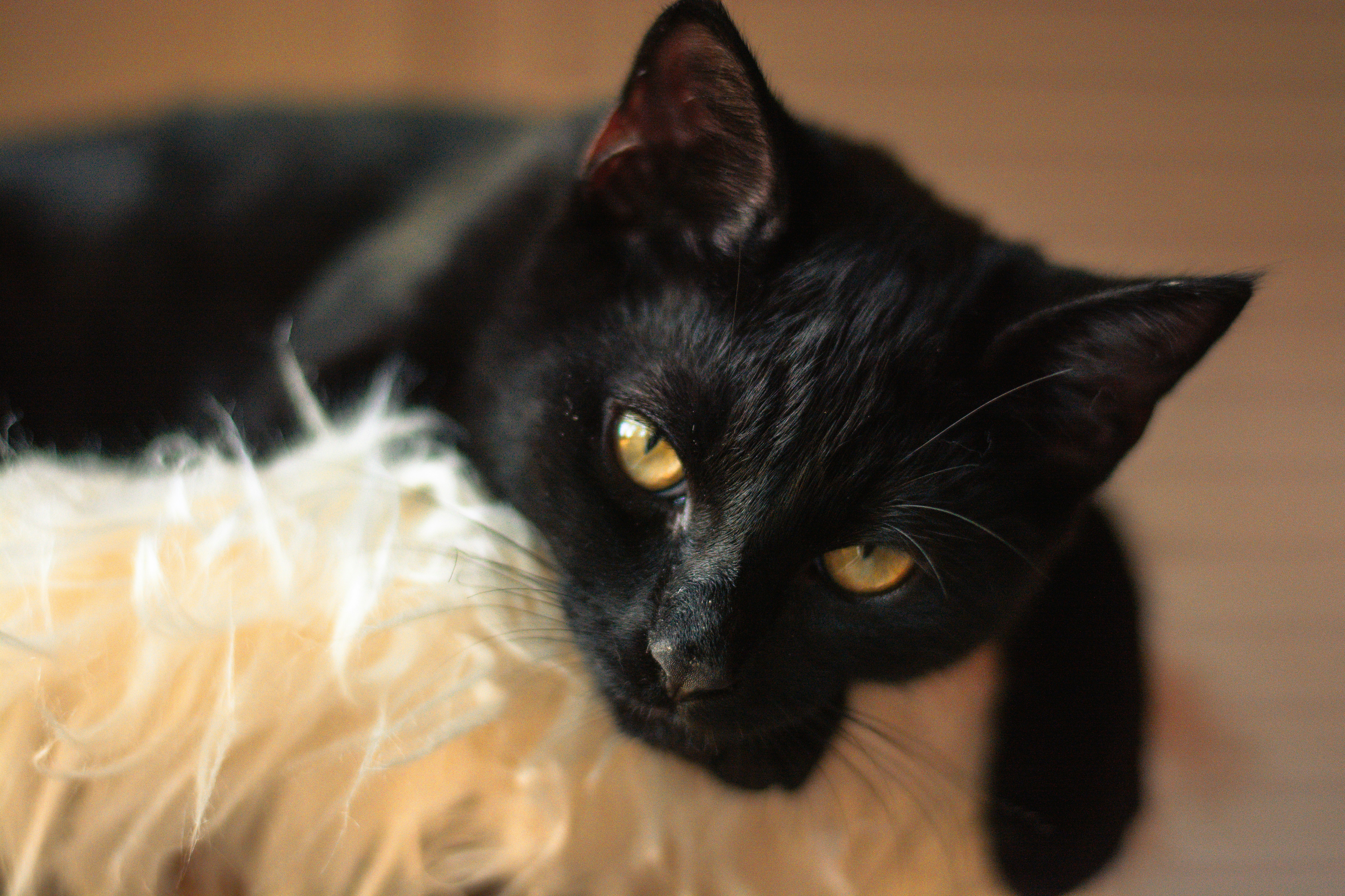 A black and white cat laying on top of a wooden floor