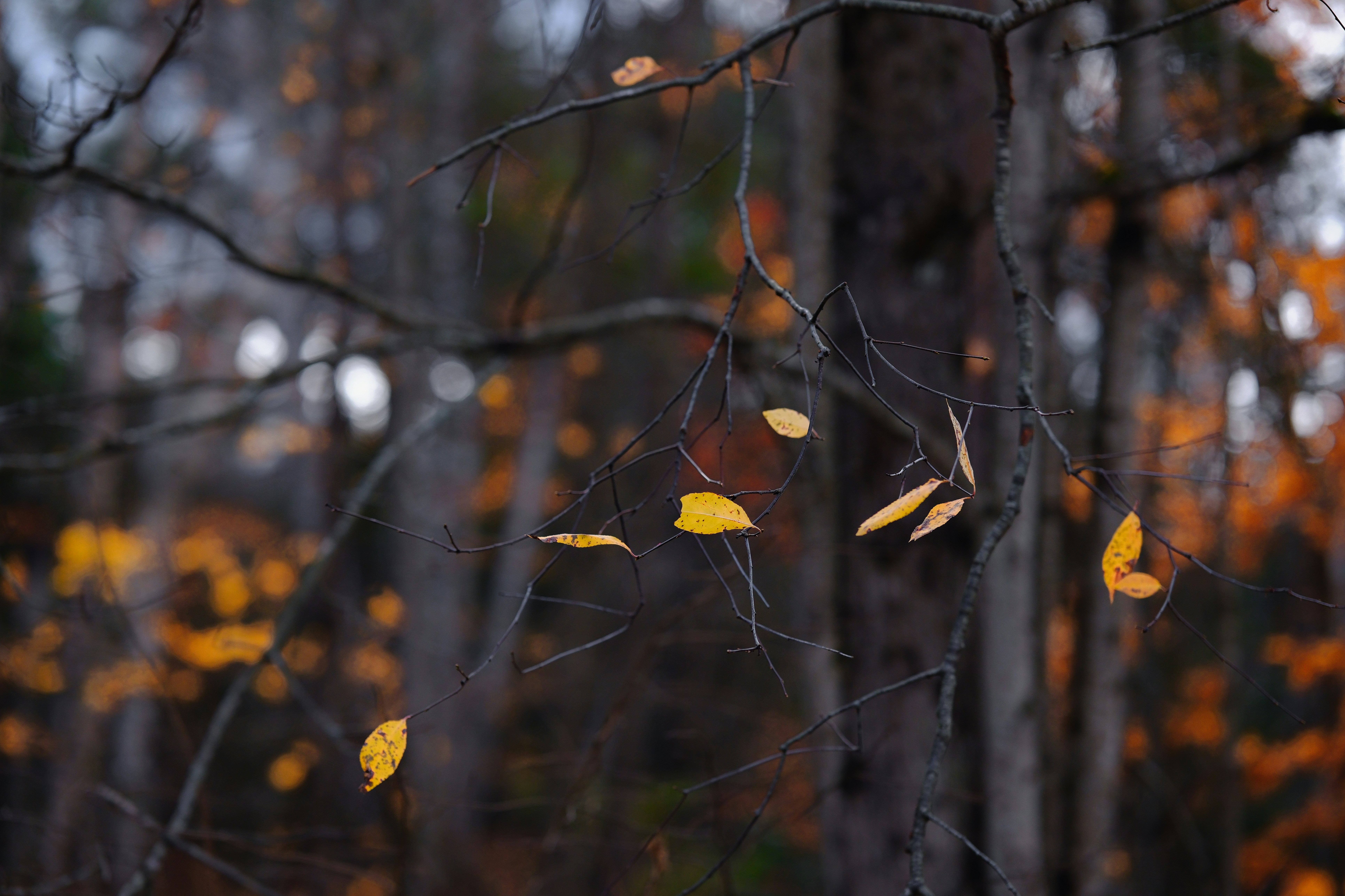 Photo by surjasendas