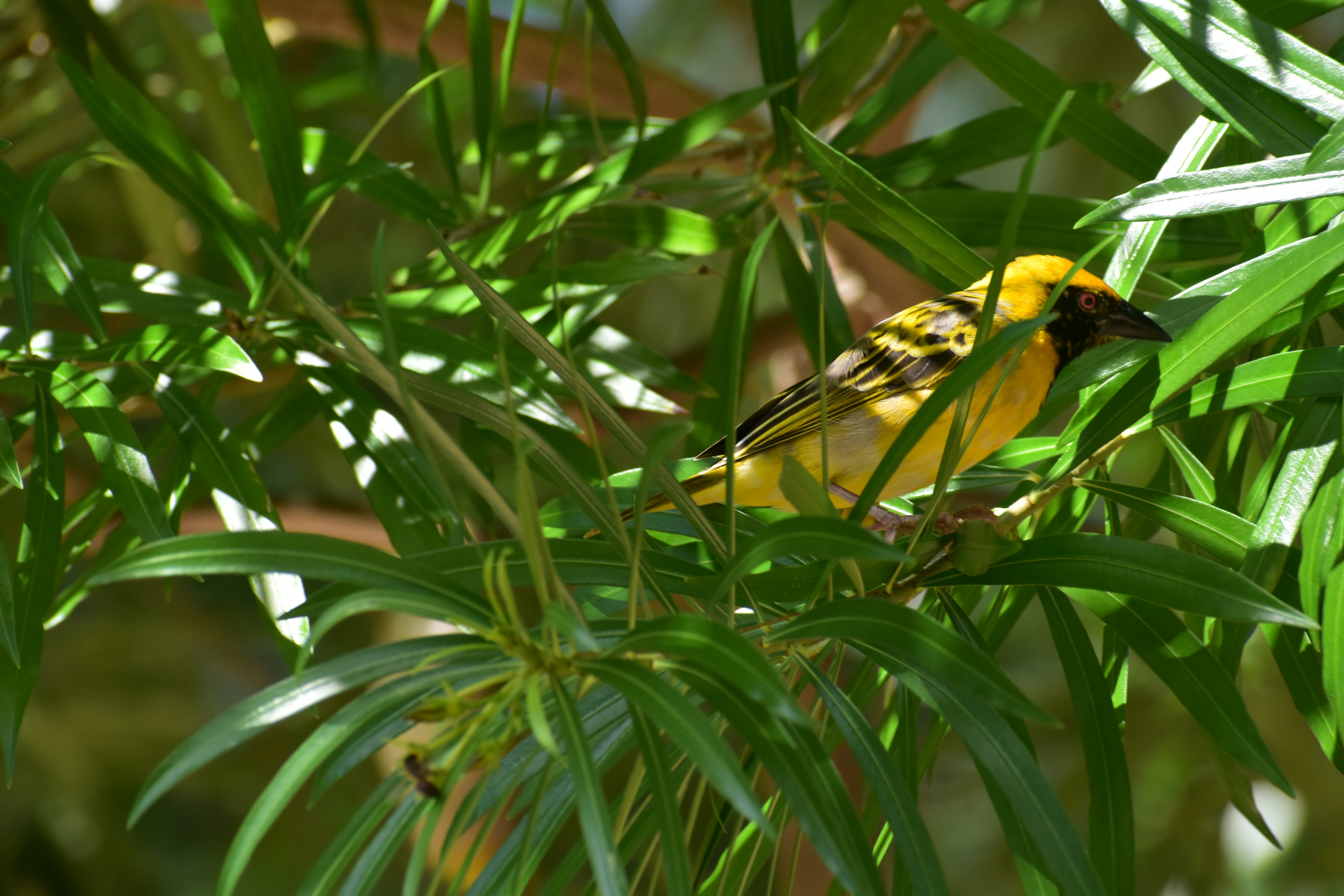 A yellow and black bird sitting on a tree branch