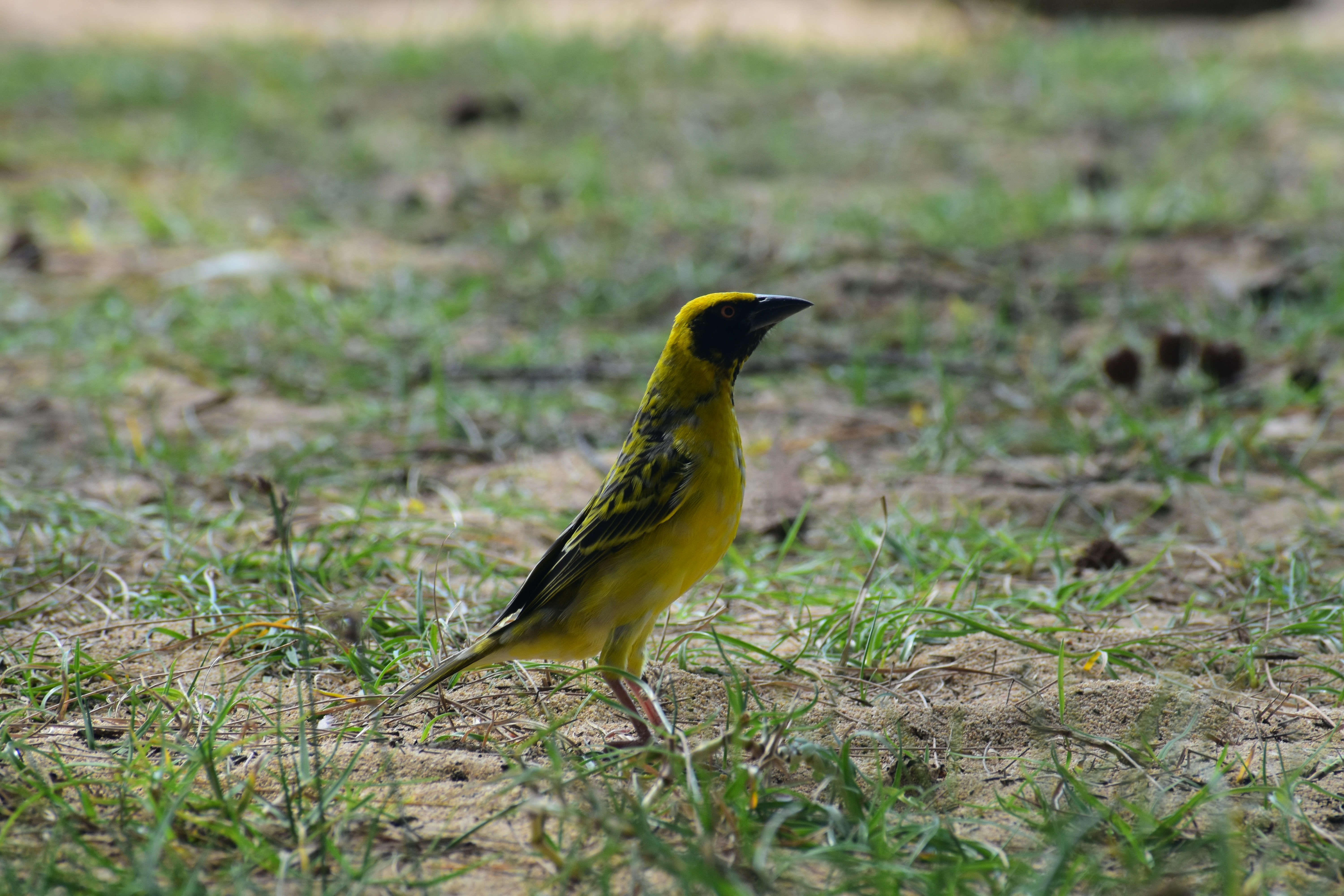 A small yellow bird standing in the grass