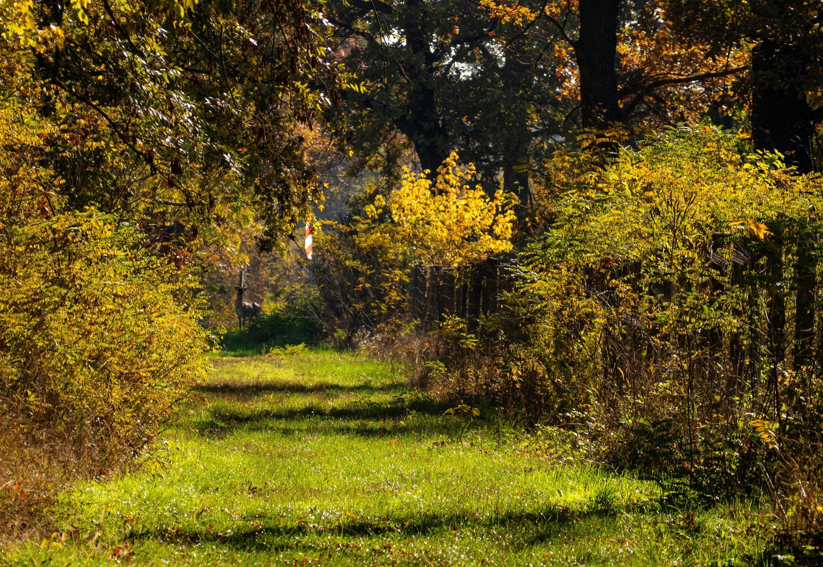 A dirt road surrounded by trees and grass