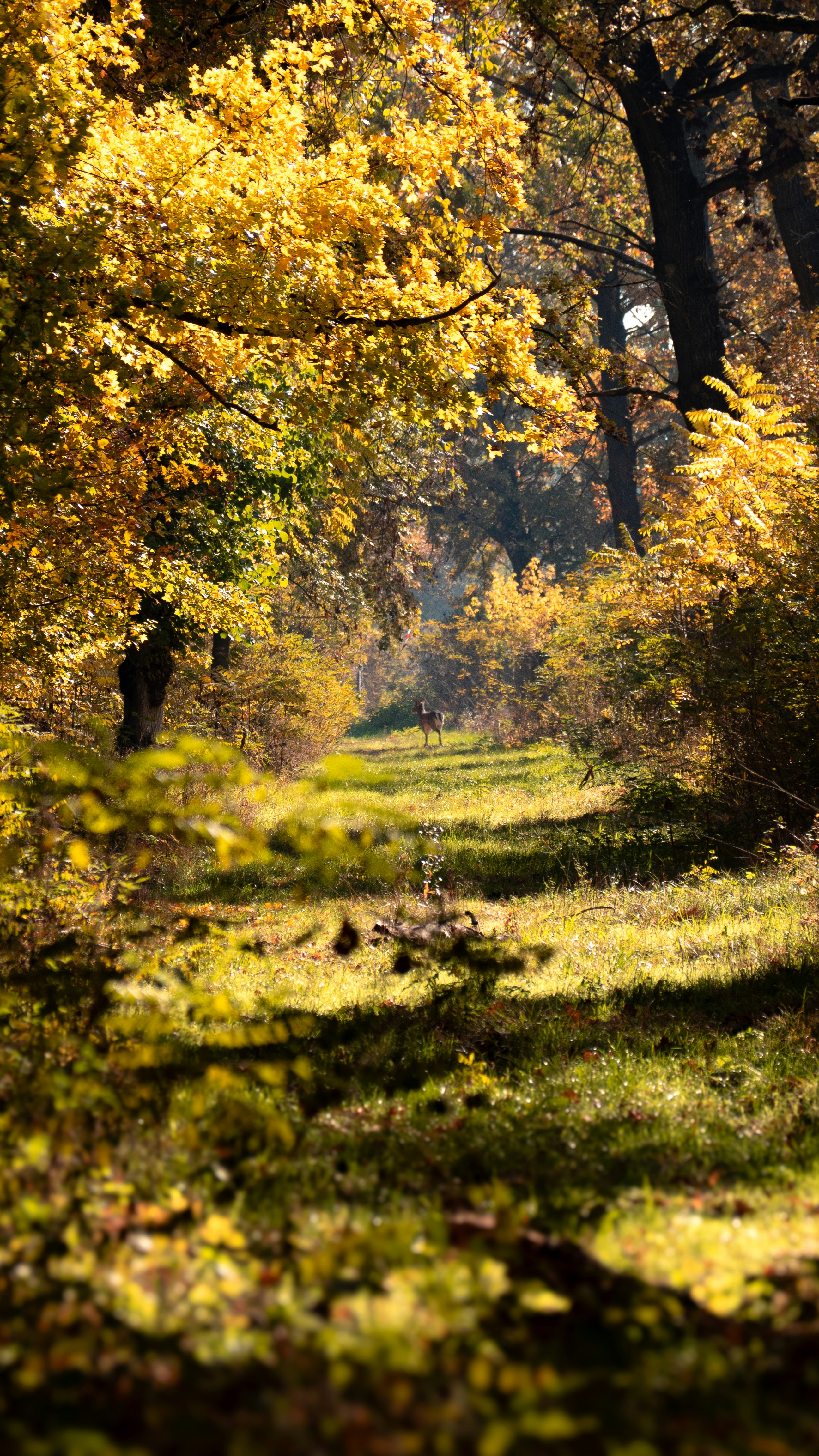 A forest filled with lots of trees covered in leaves