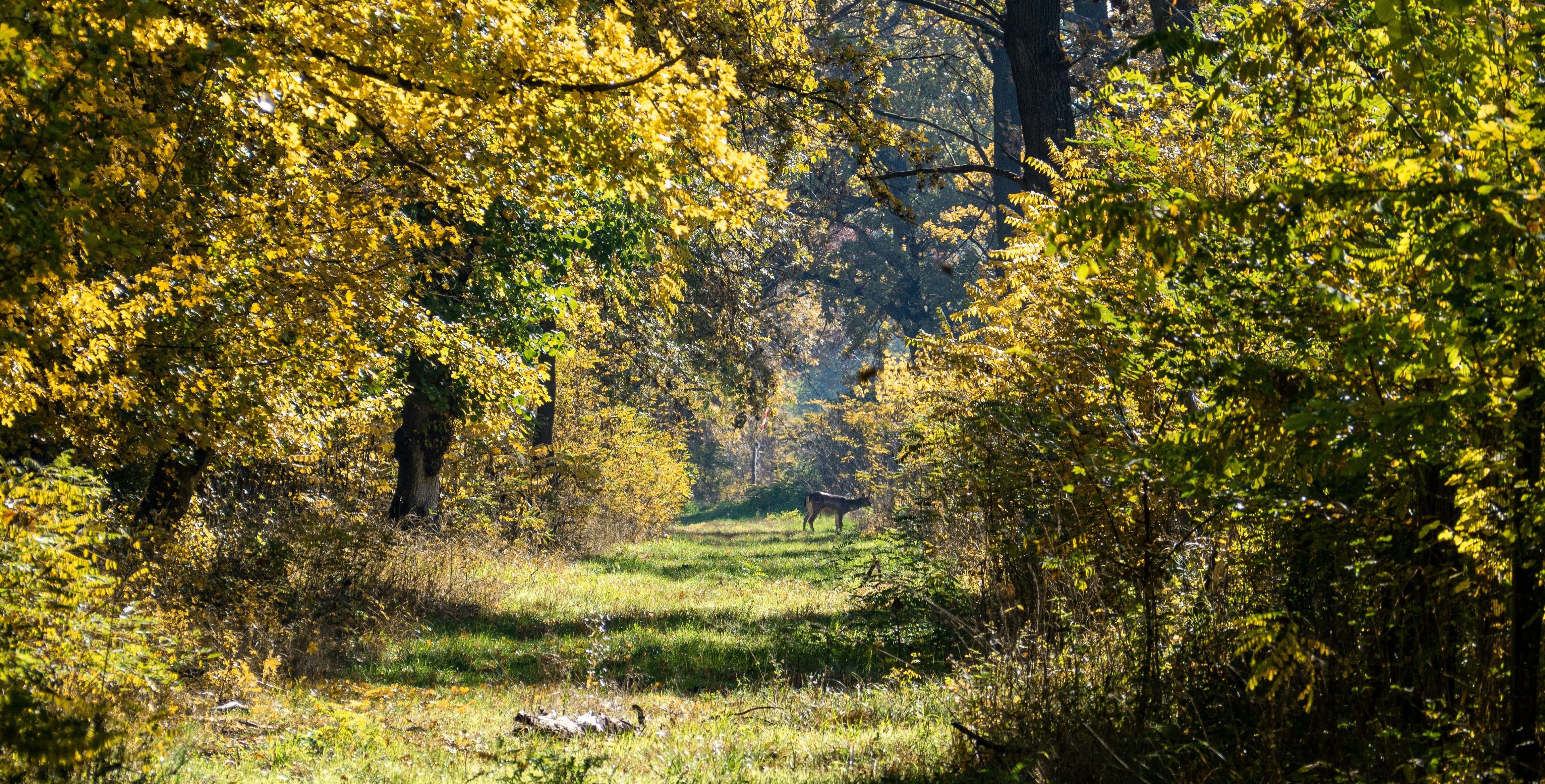 A dirt road surrounded by trees with yellow leaves