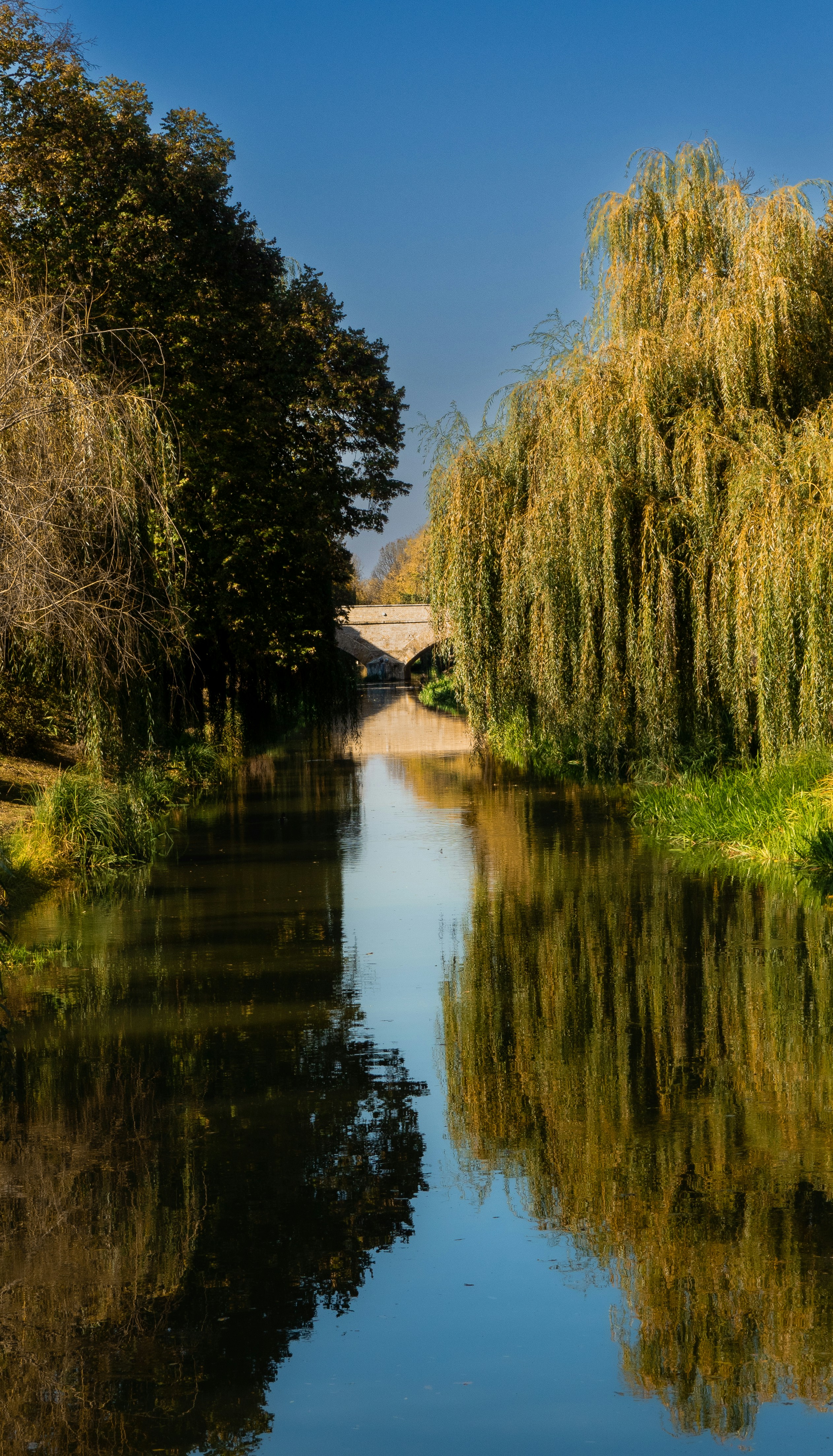 A river running through a lush green forest