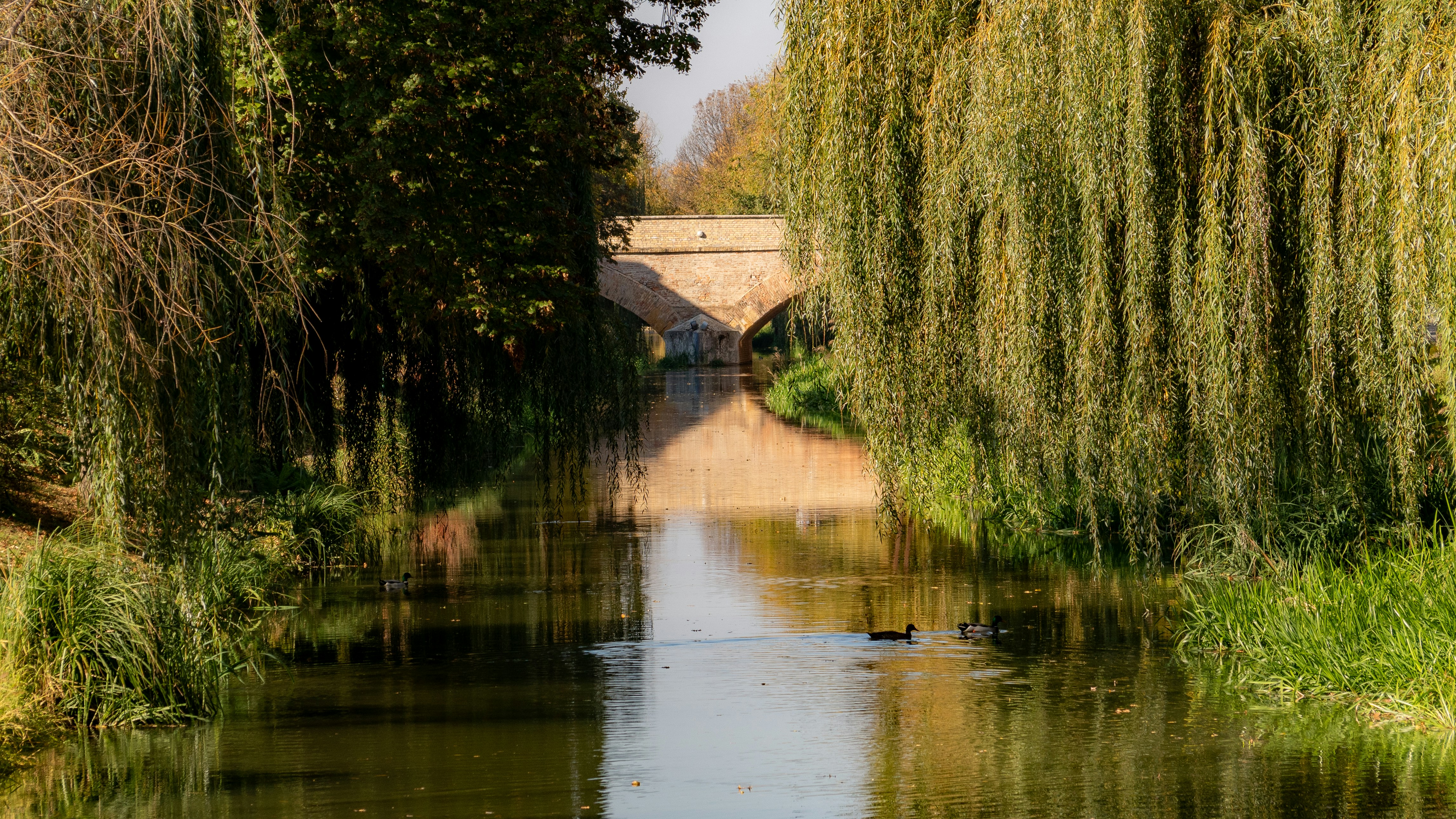 A river running through a lush green forest