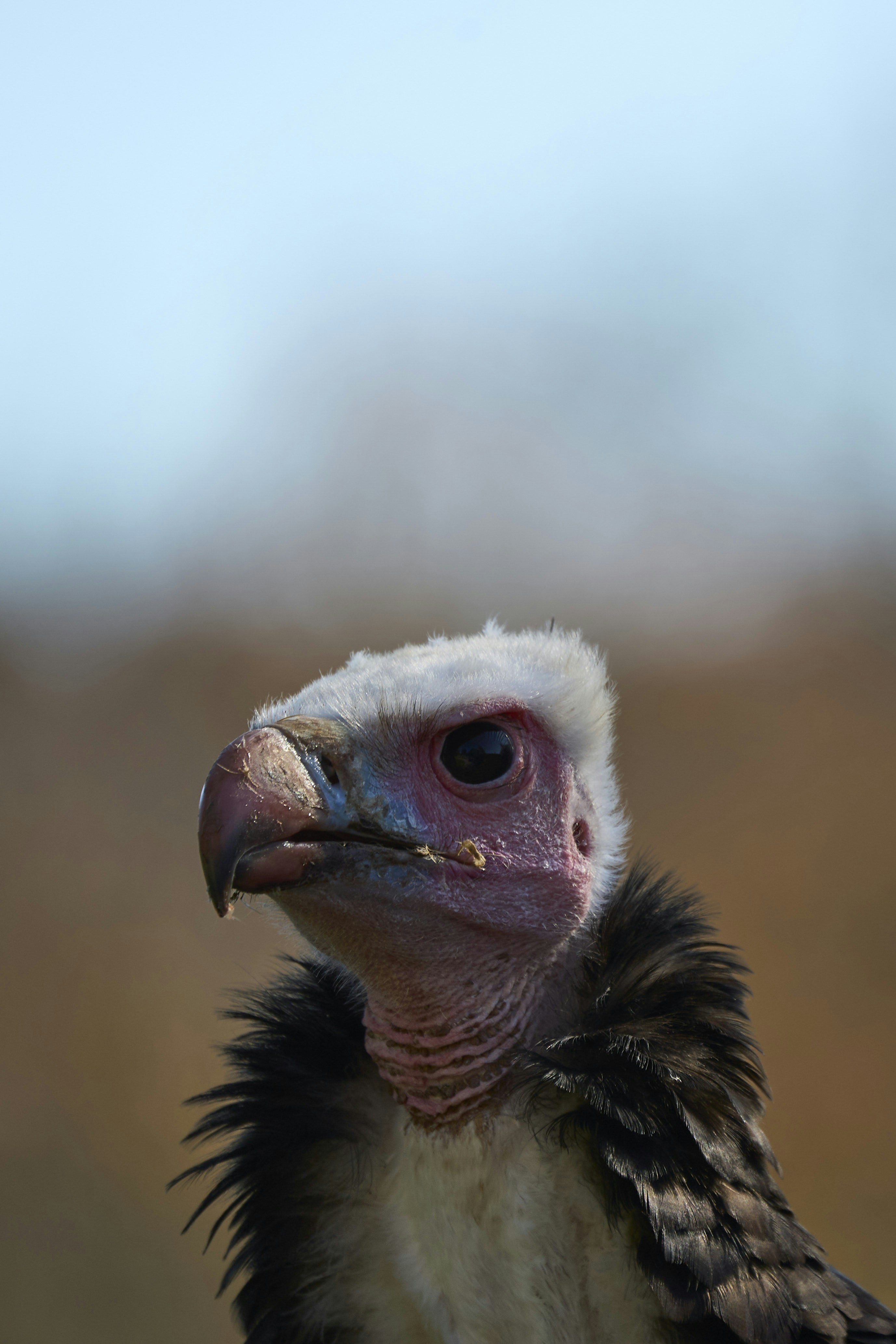 Photo by wolfgang_hasselmann