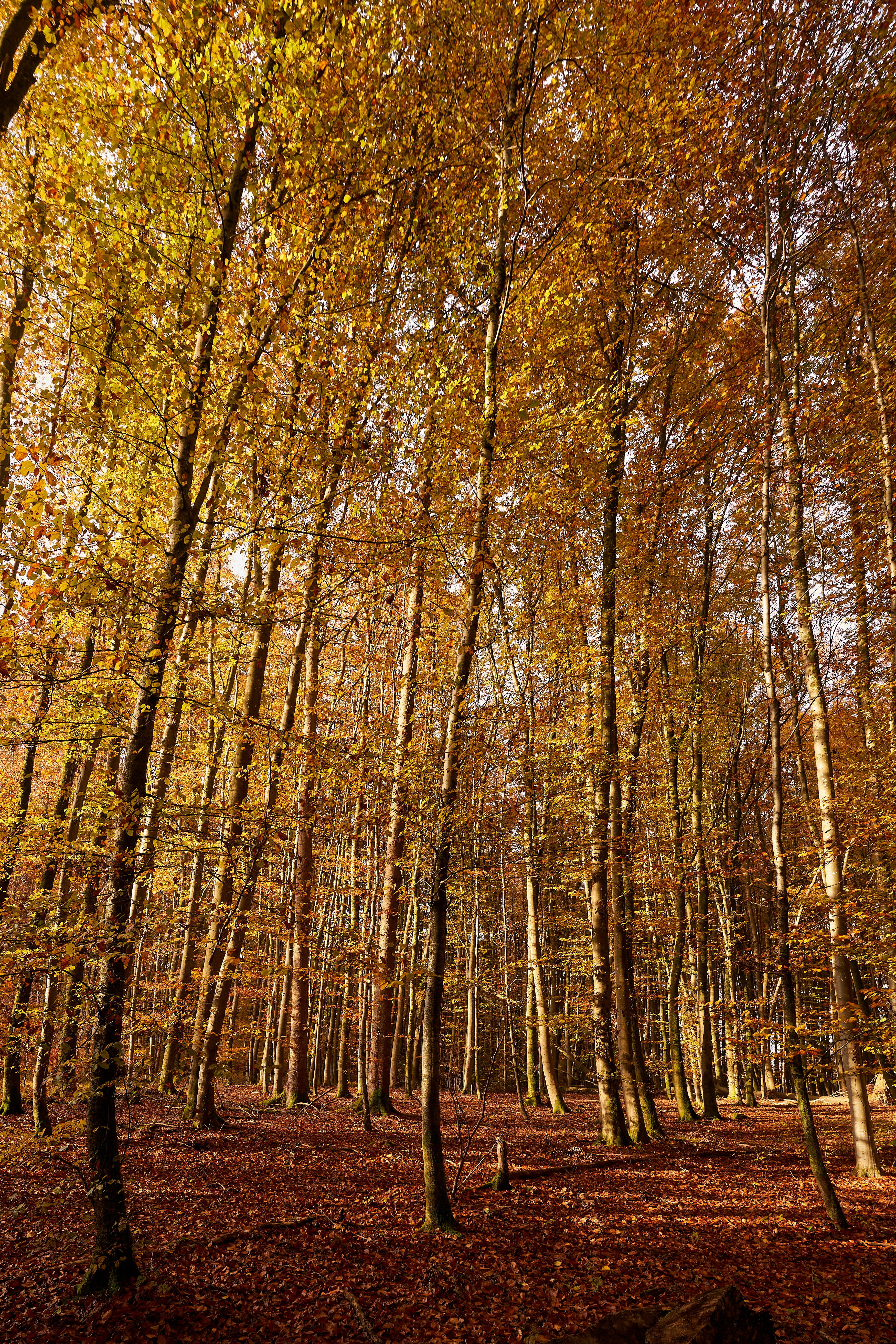 Photo by wolfgang_hasselmann