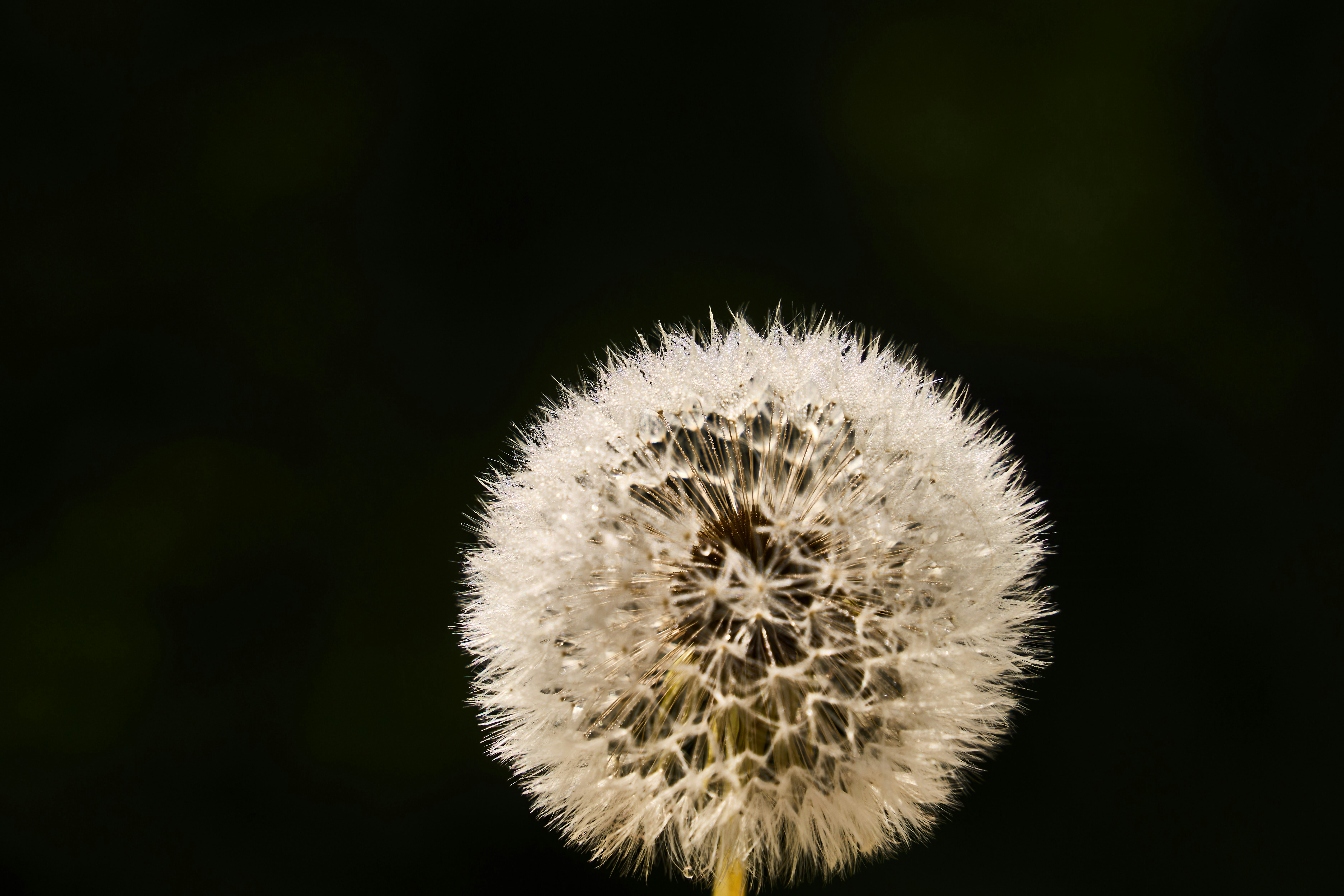 Photo by wolfgang_hasselmann