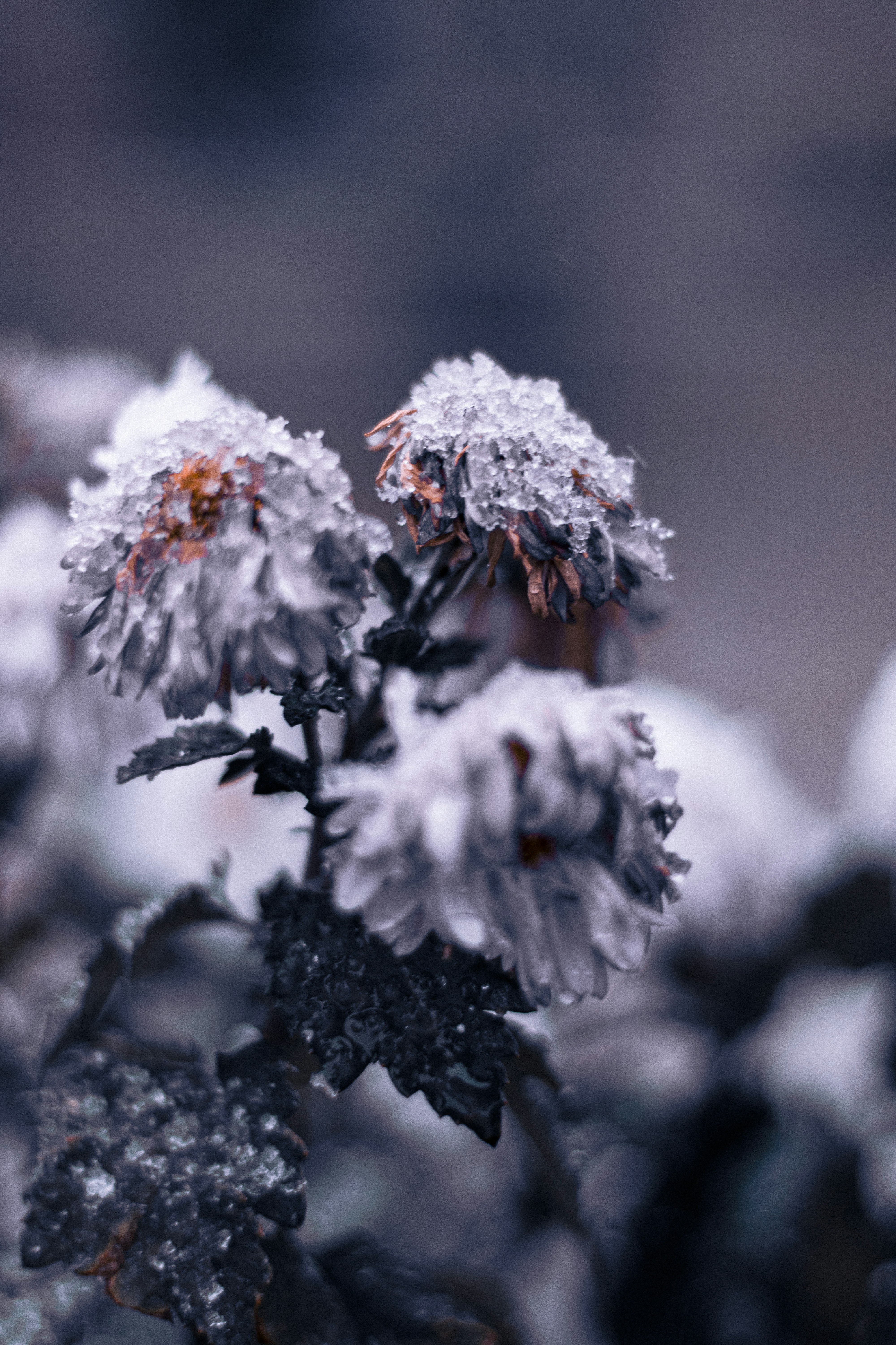 A close up of a plant with snow on it