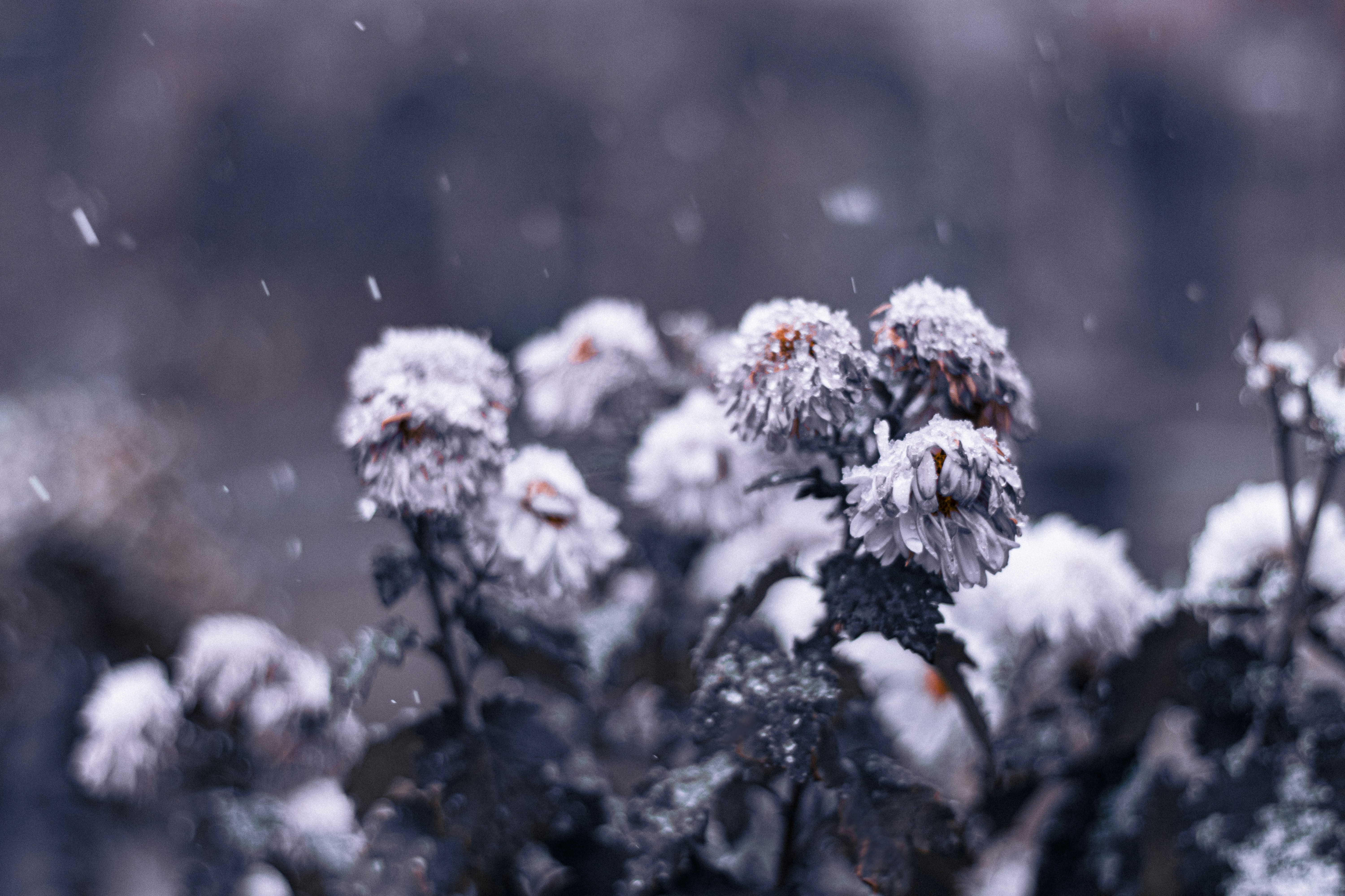A close up of a plant with snow on it