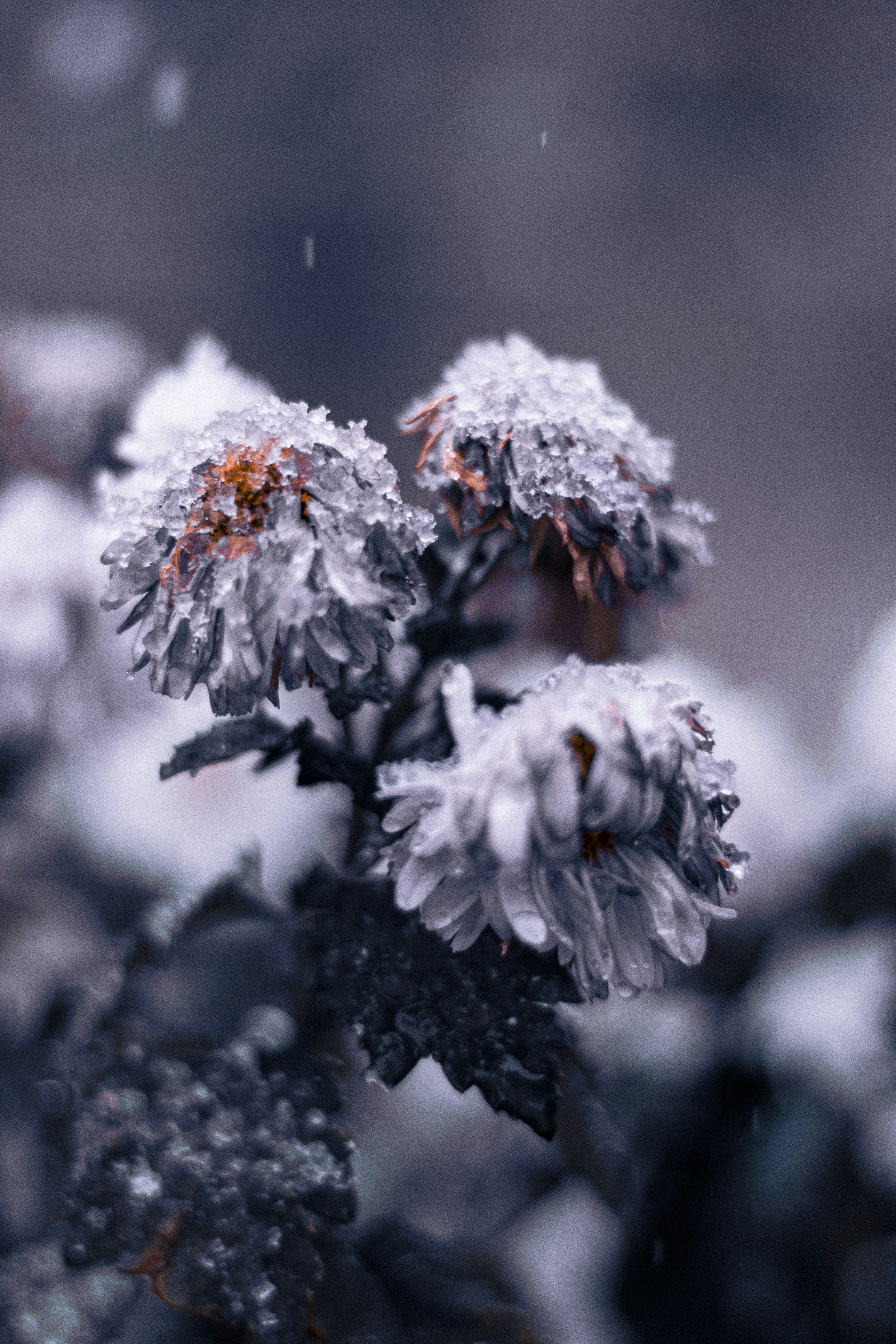 A close up of a plant with snow on it