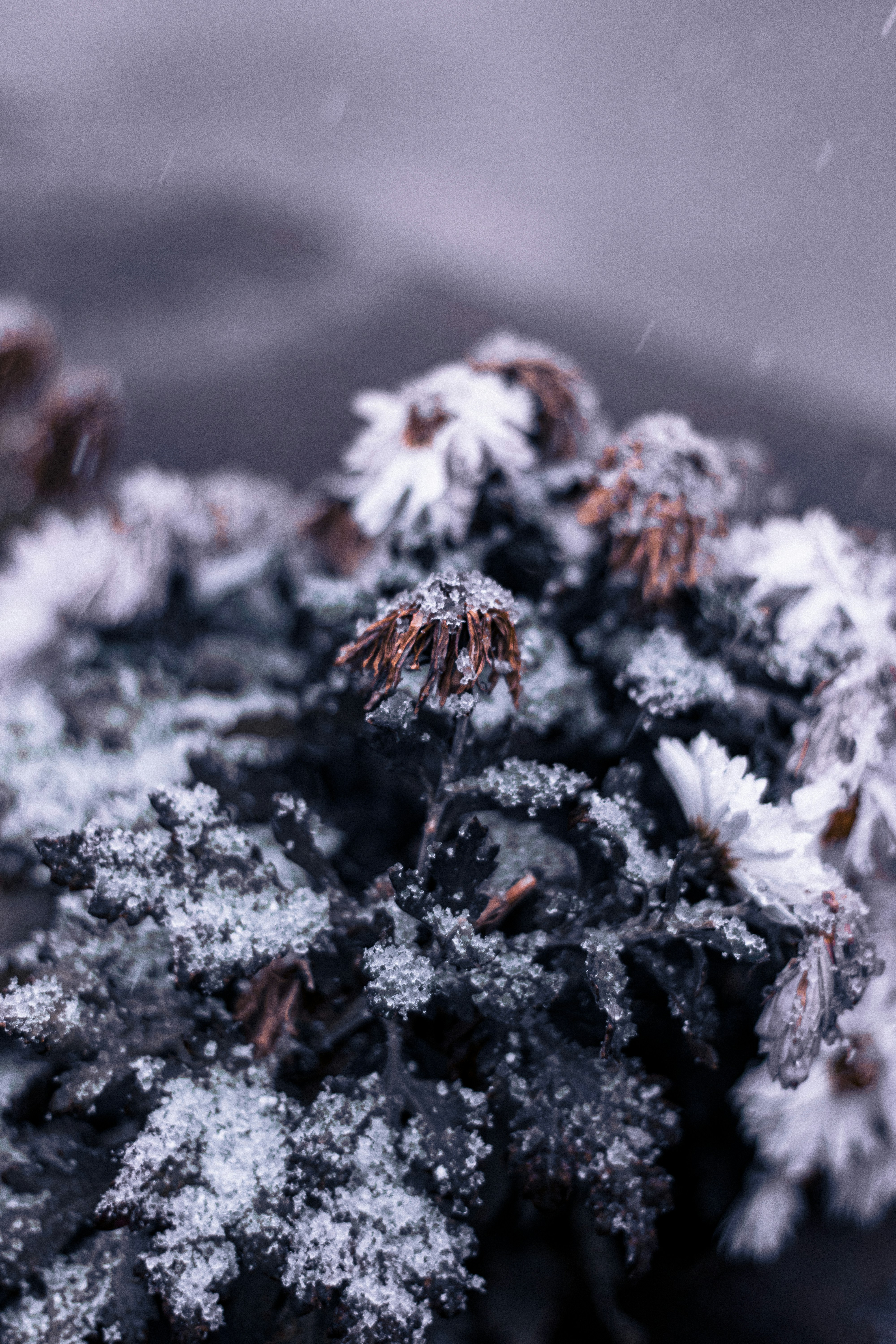 A close up of a bunch of pine cones covered in snow