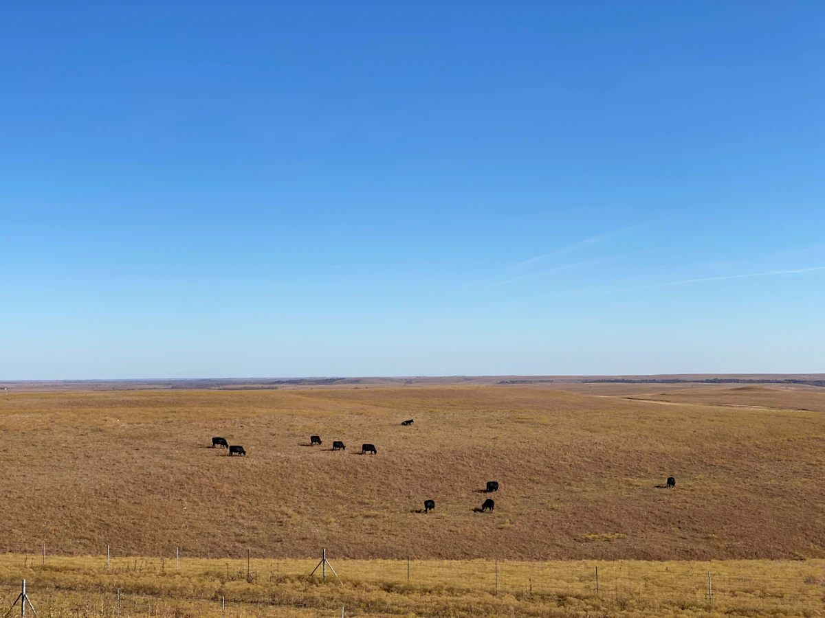 Cattle grazing on brown autumn prairie near Matfield Green, Kansas, under a clear sky