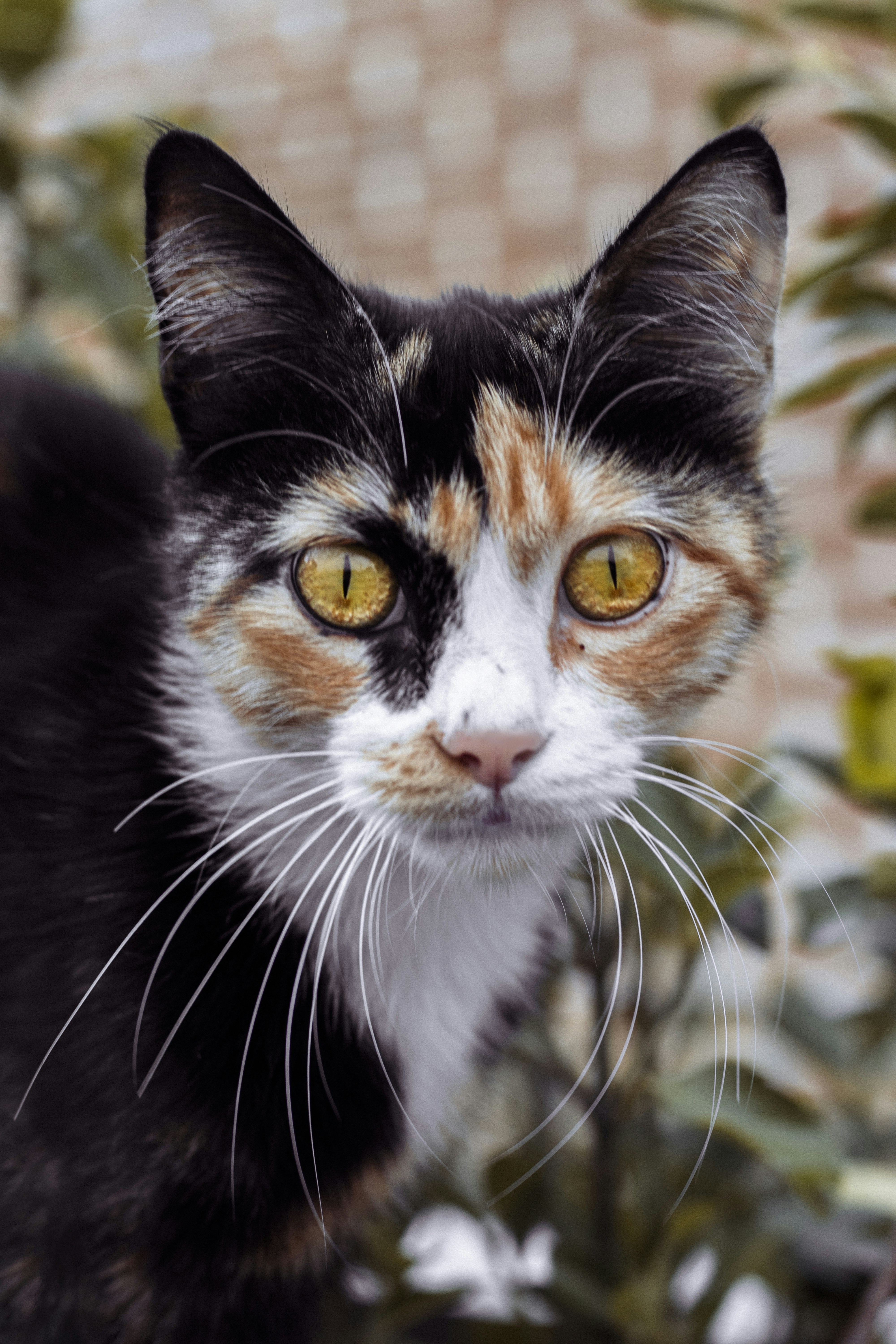 A calico cat standing in front of a potted plant