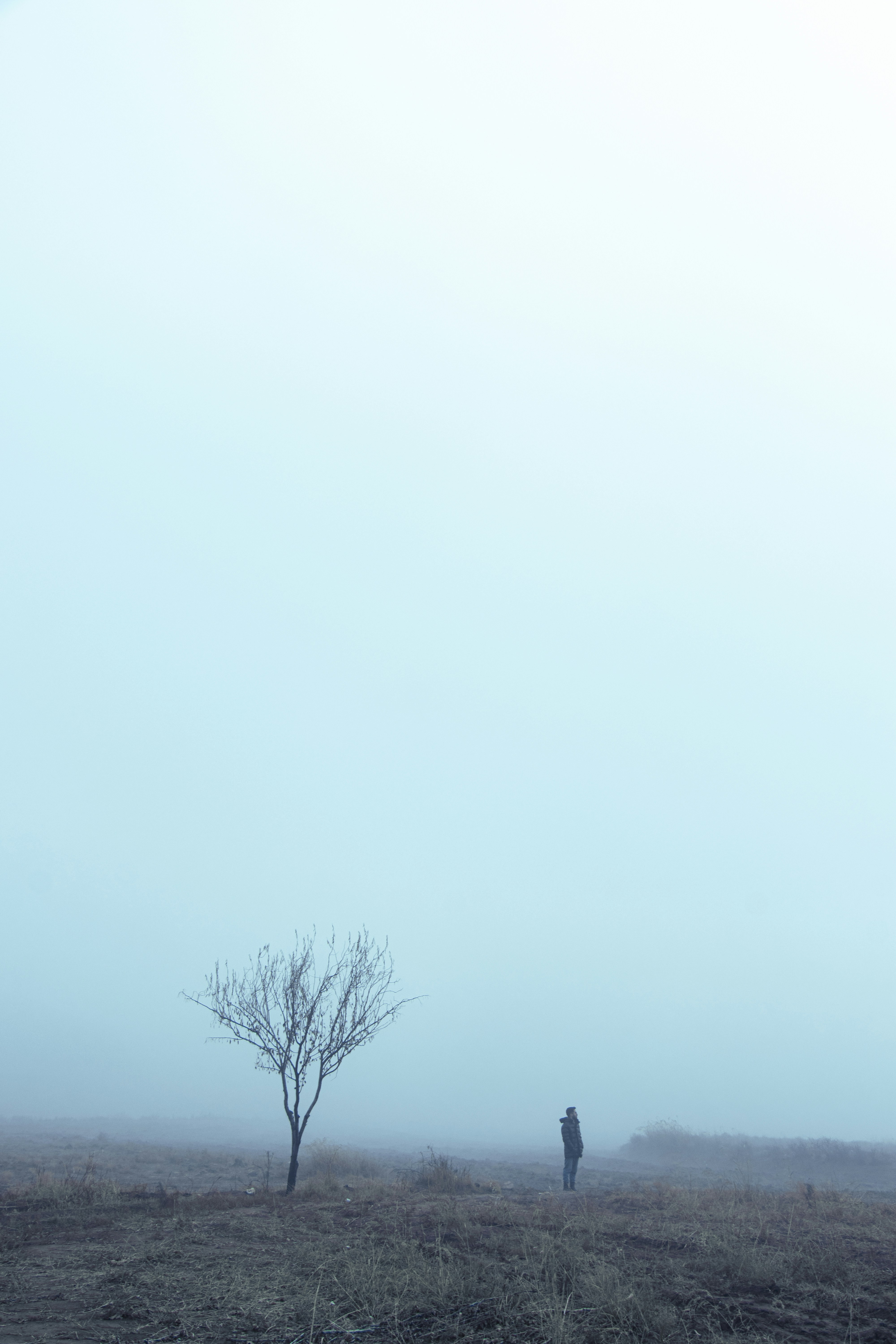 A lone tree stands in a foggy field