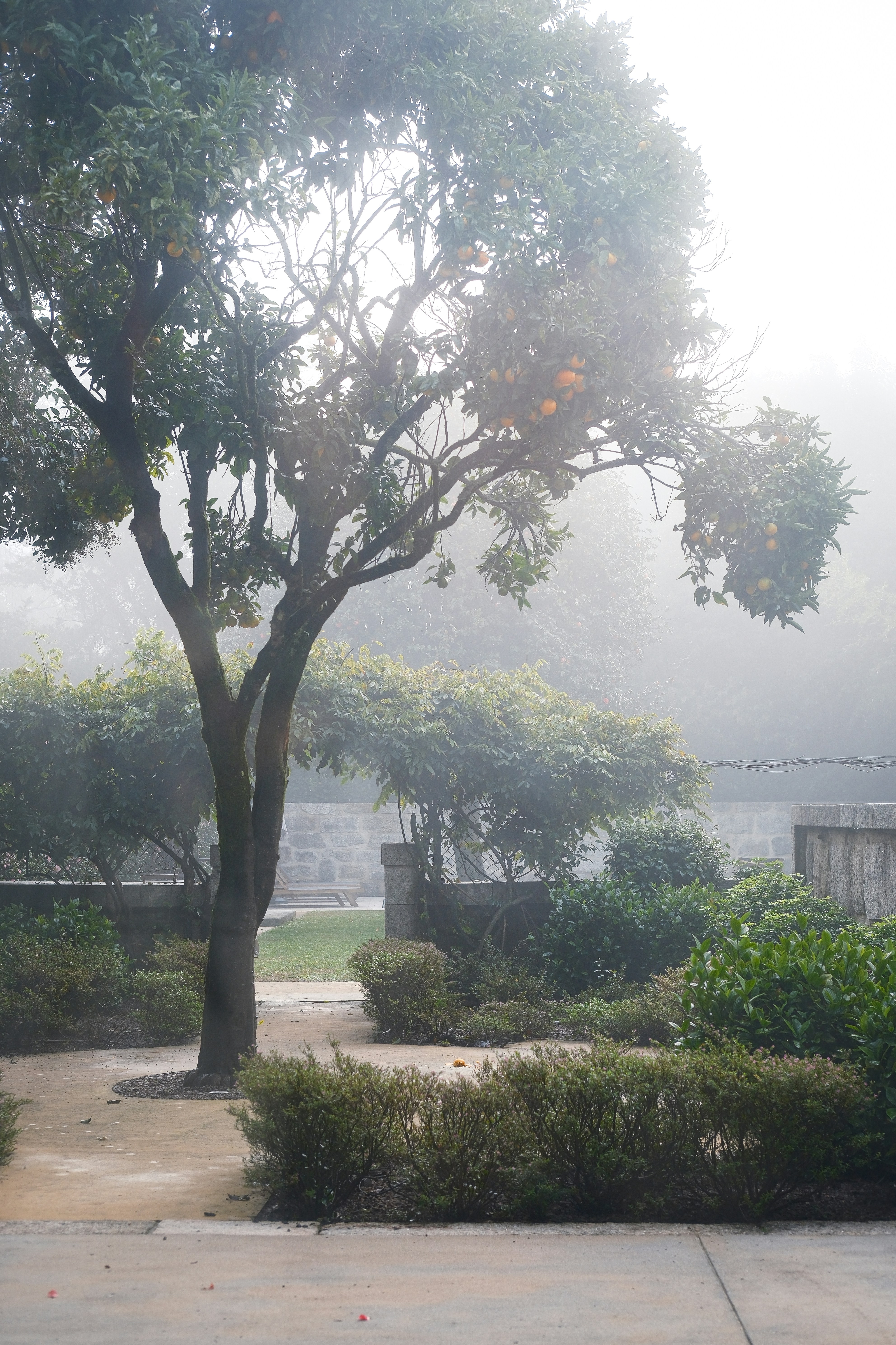 A park with a bench and trees in the fog