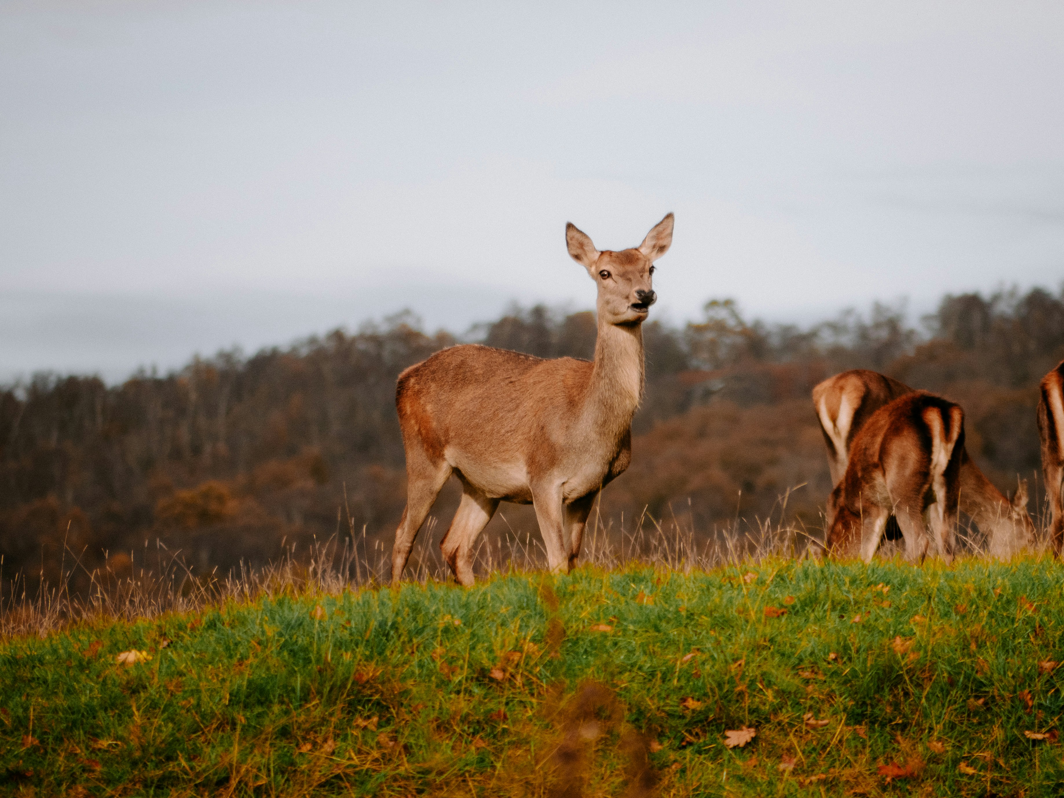 Threats Facing Red Deer Today (image credits: unsplash)