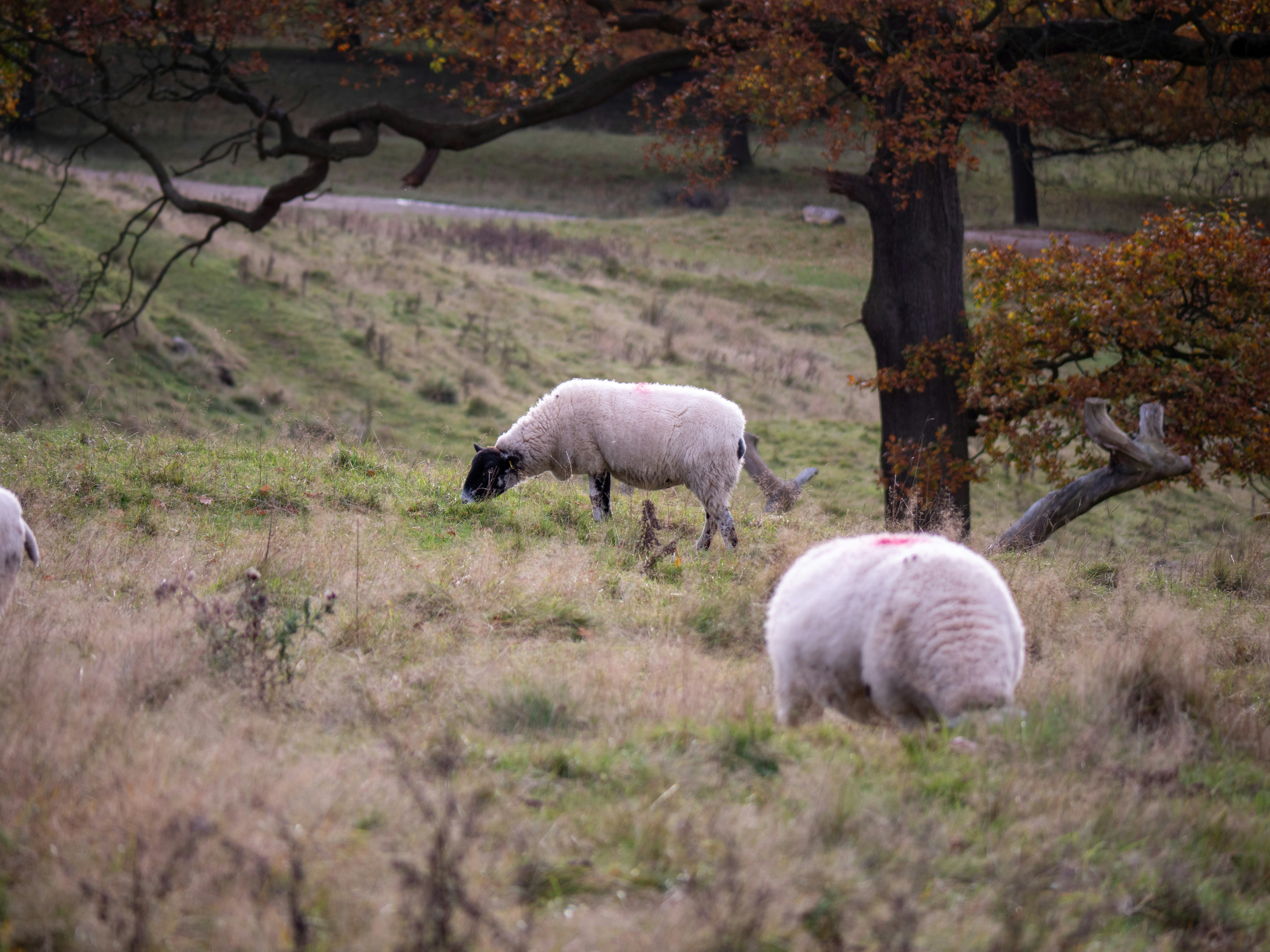 Photo by bengrayland