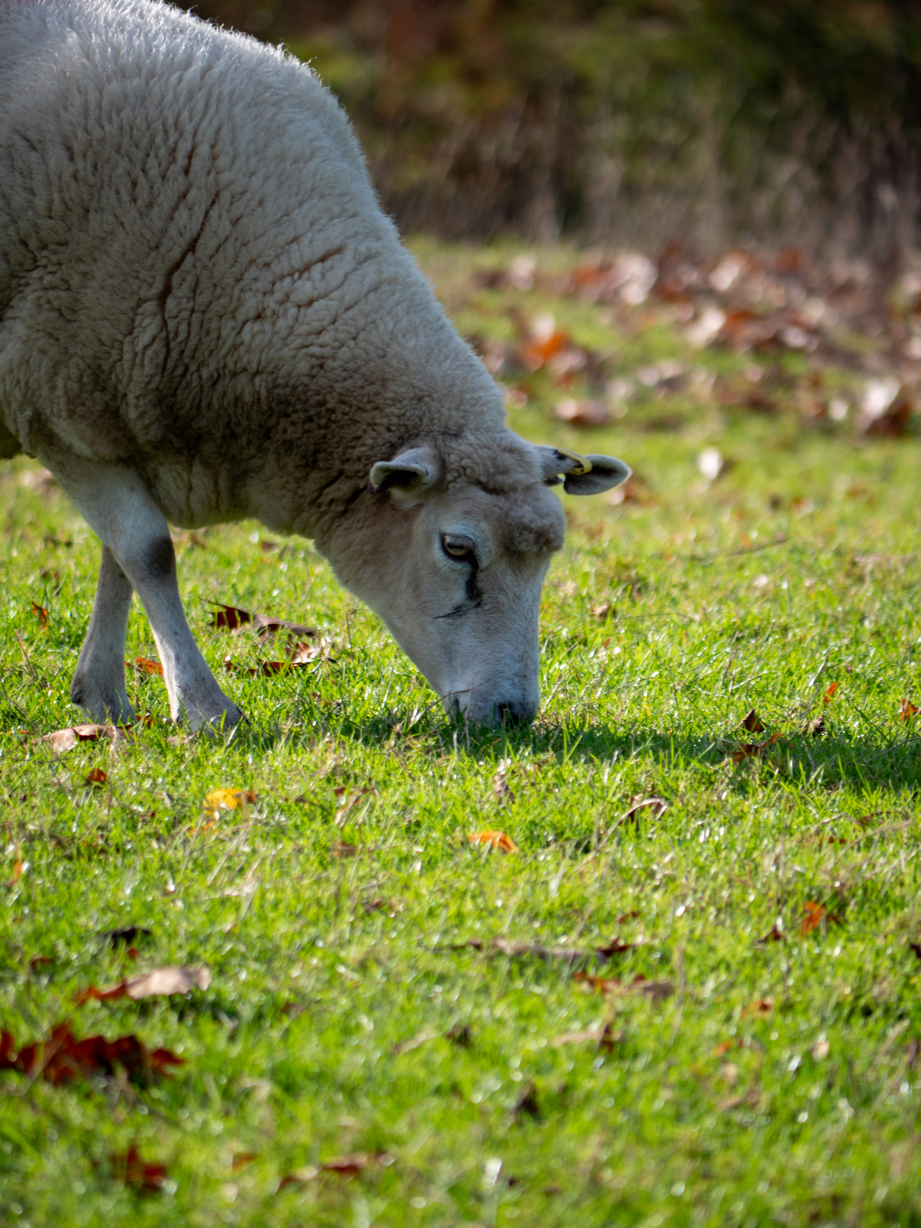 Photo by bengrayland