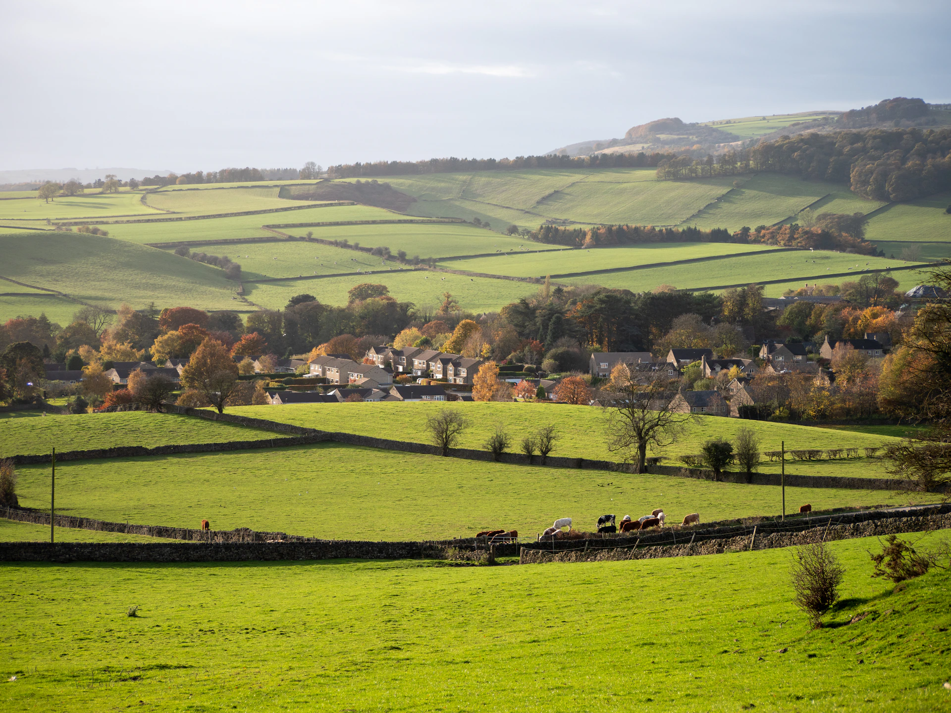 A lush green field with houses in the distance