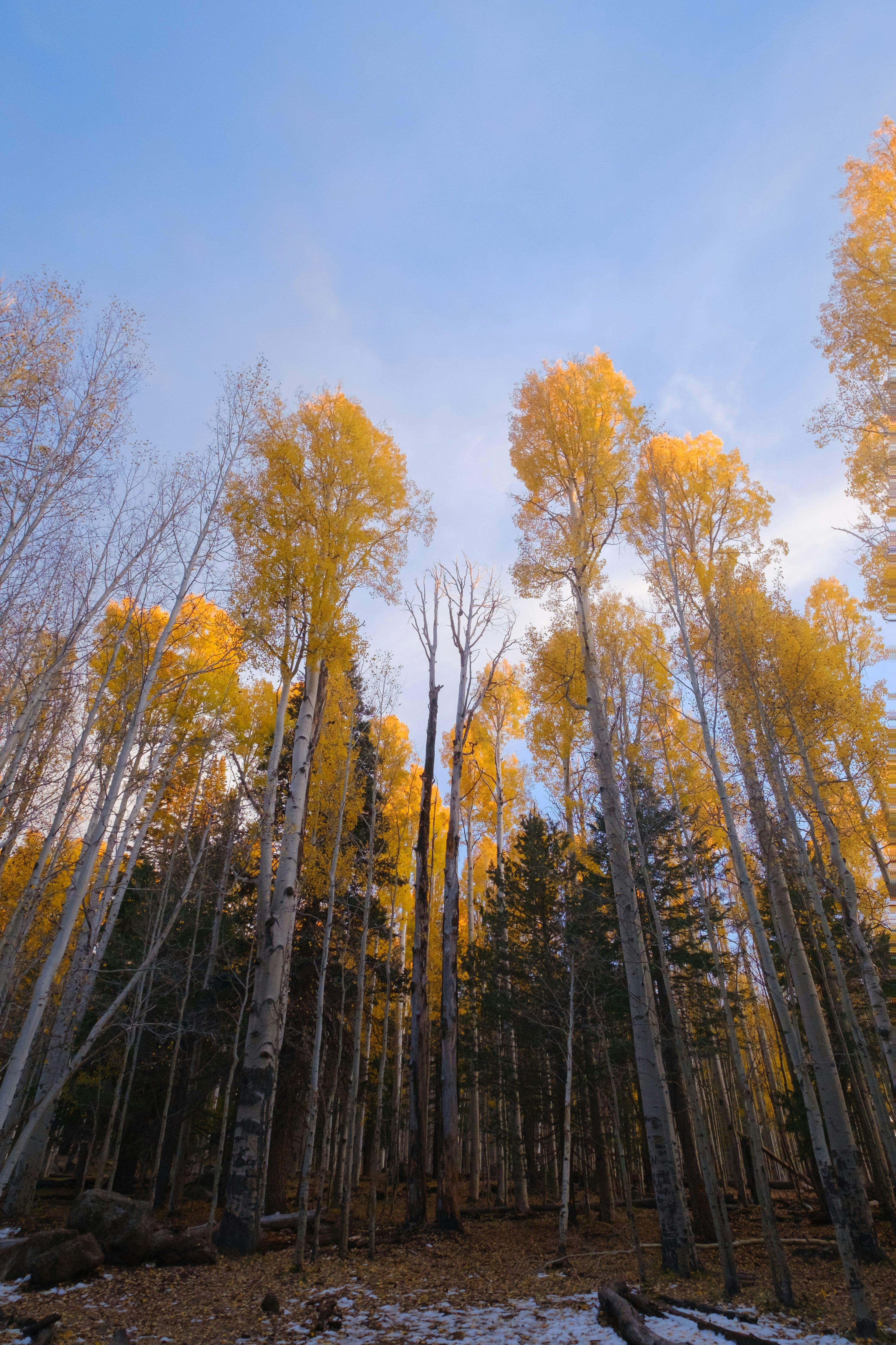 Un bosque lleno de árboles altos