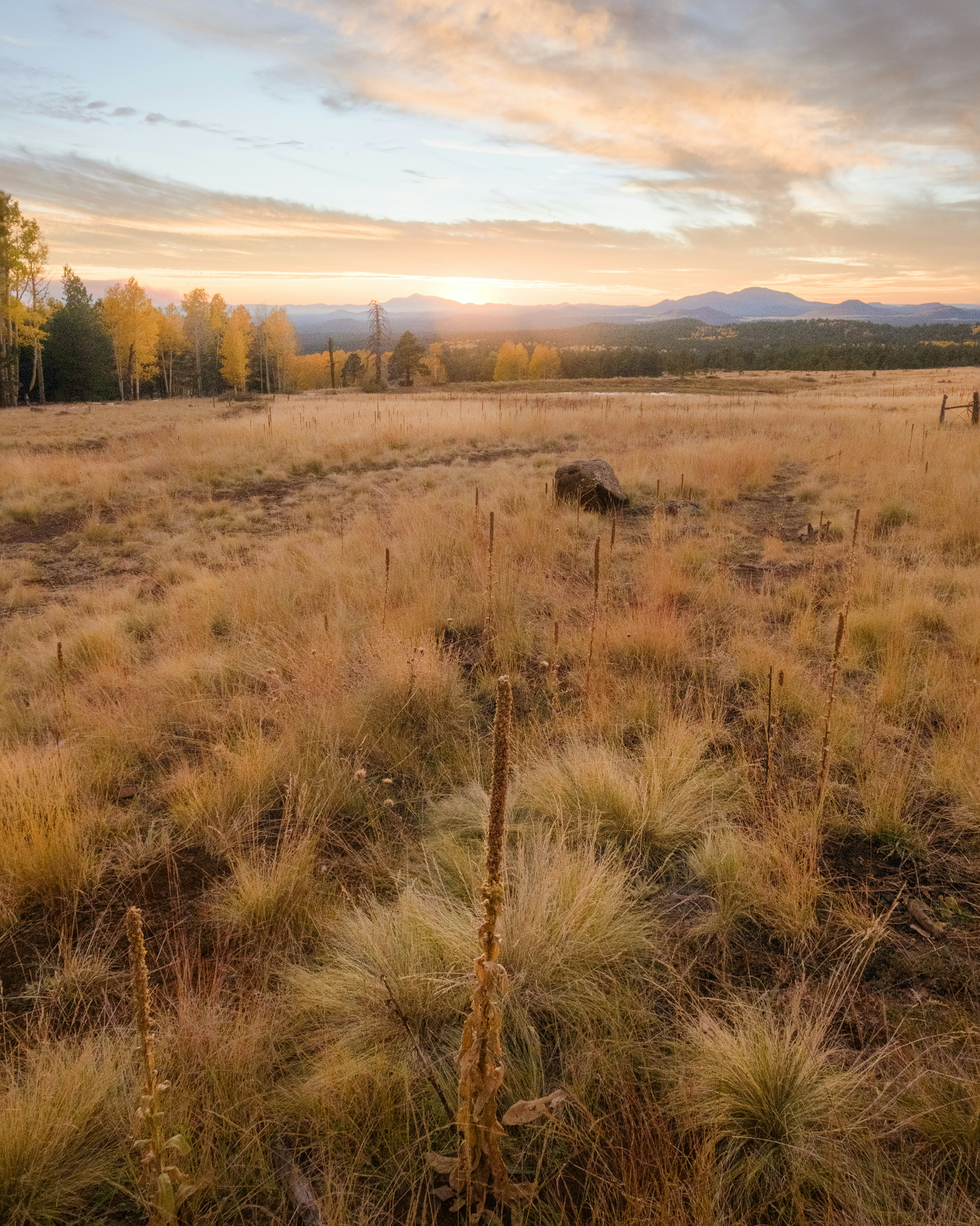 Un campo de hierba con árboles y montañas al fondo