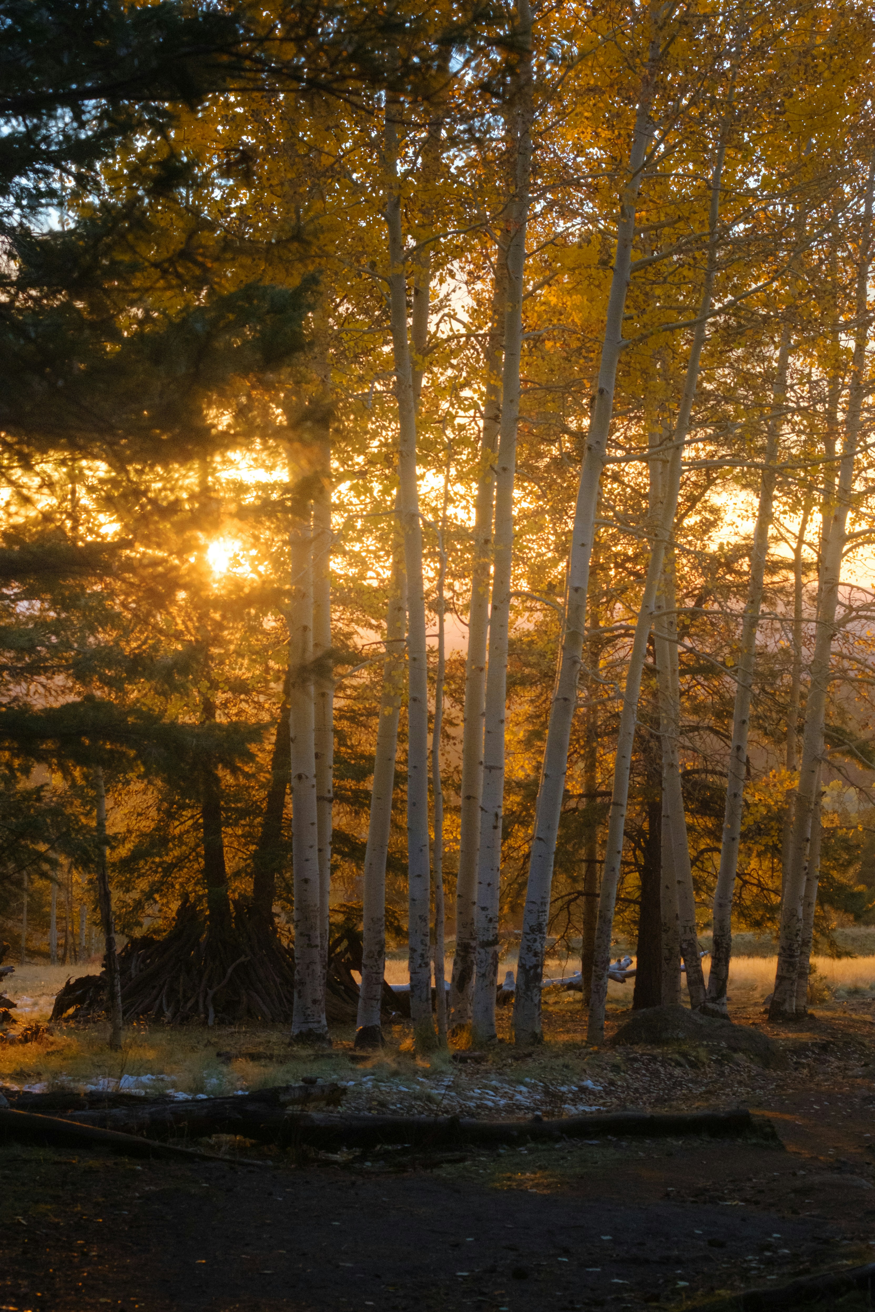 El sol brilla a través de los árboles del bosque
