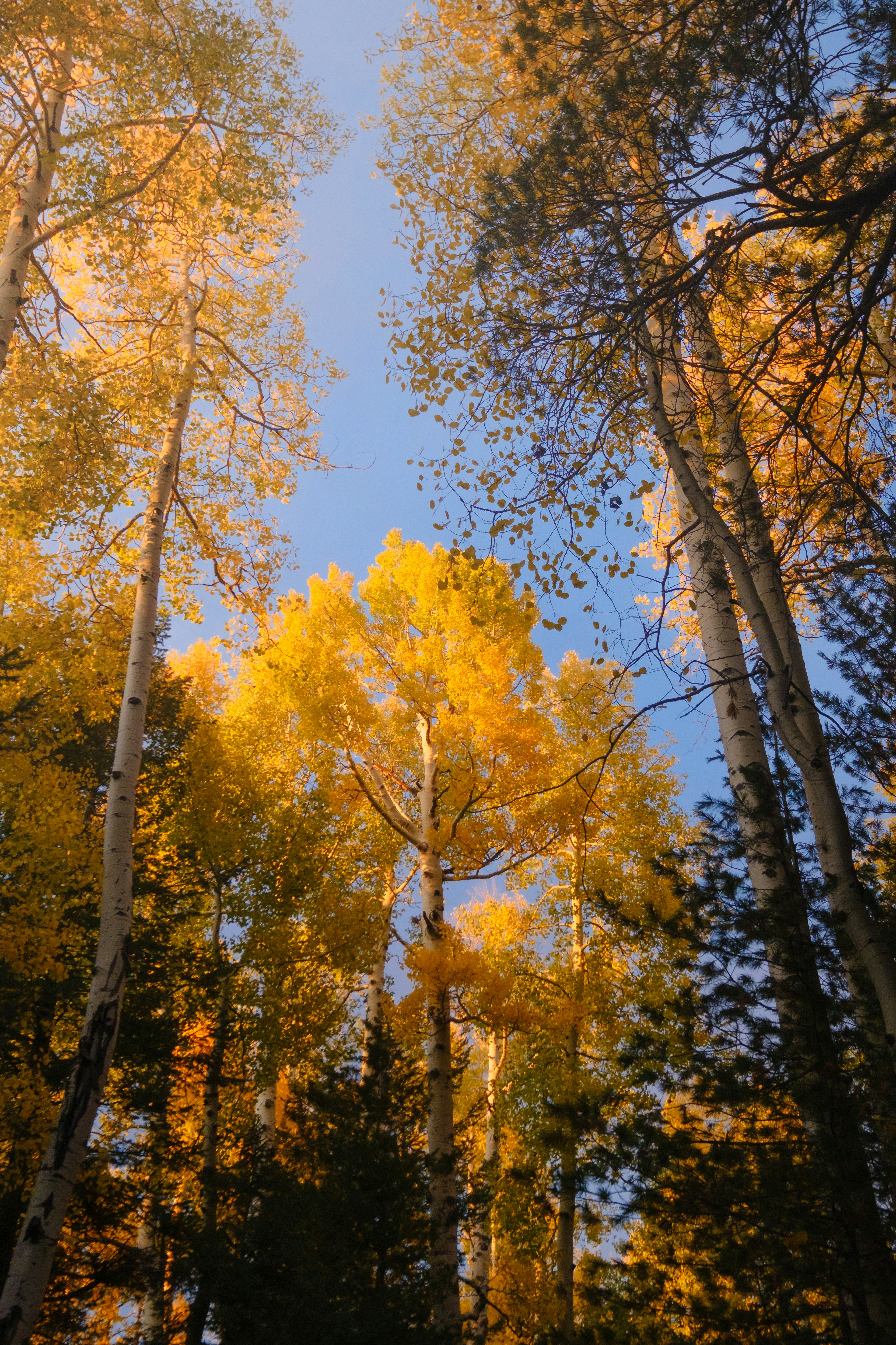 Un bosque lleno de árboles altos