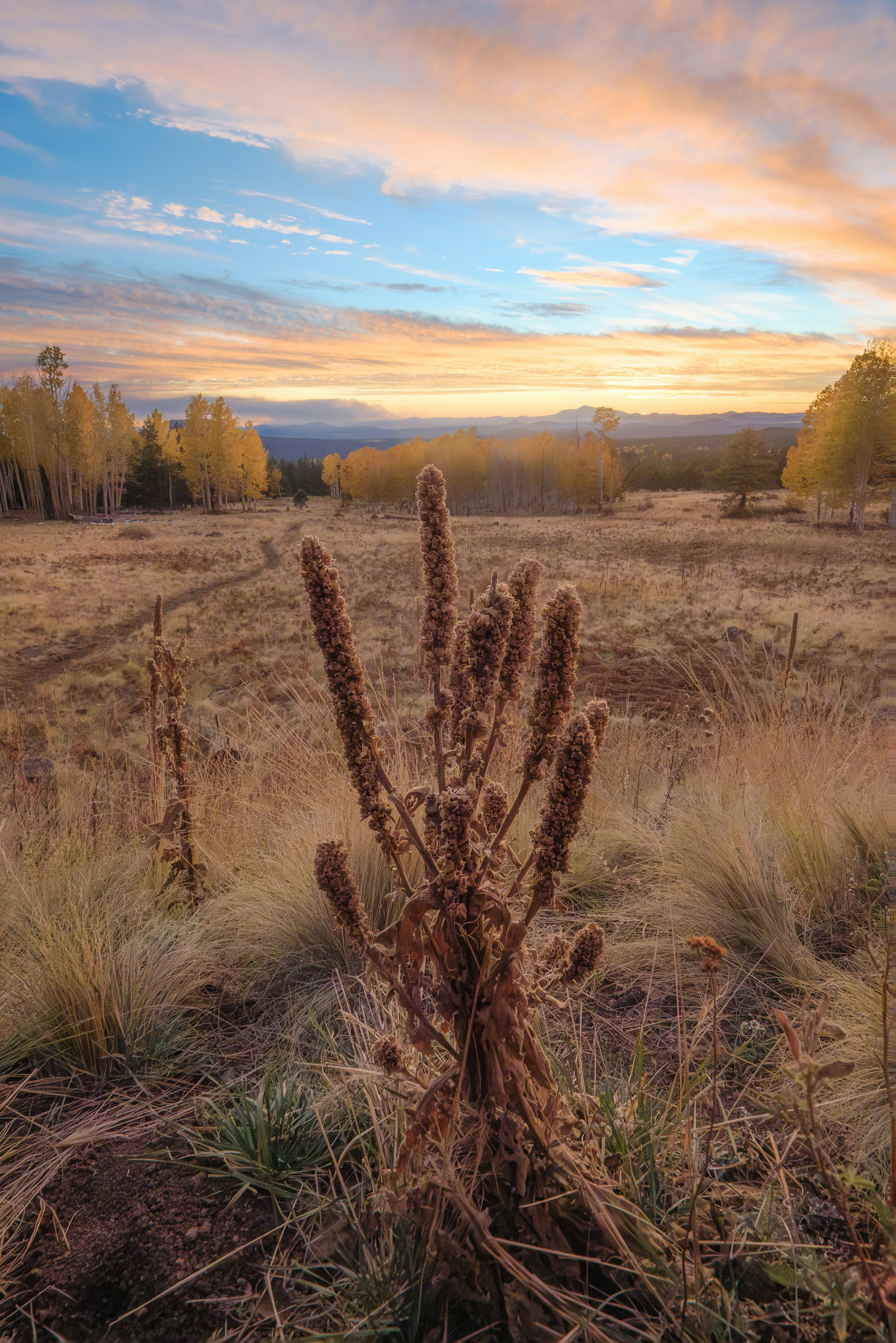 Un cactus en un campo con una puesta de sol al fondo