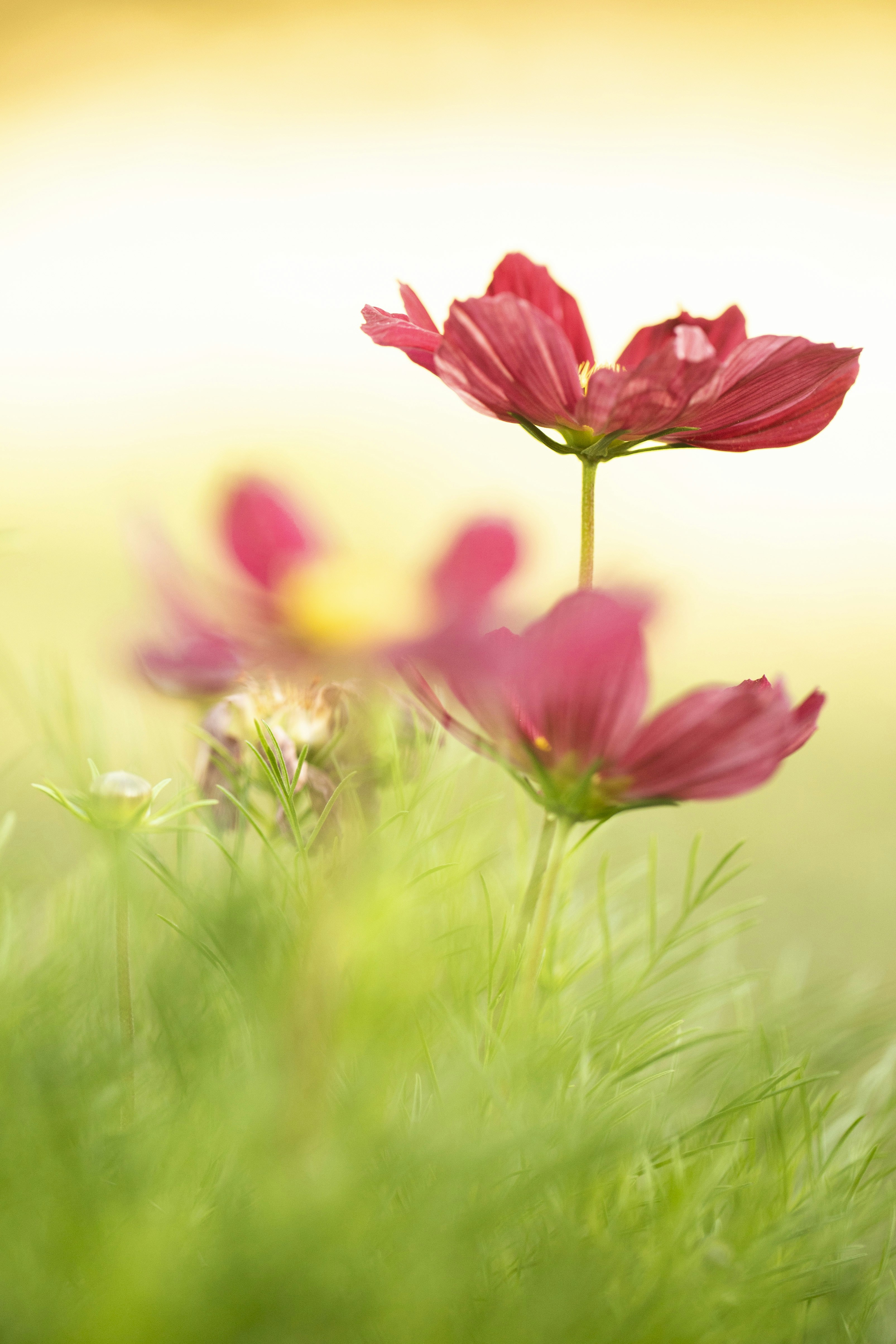 Photo by stef_enheart