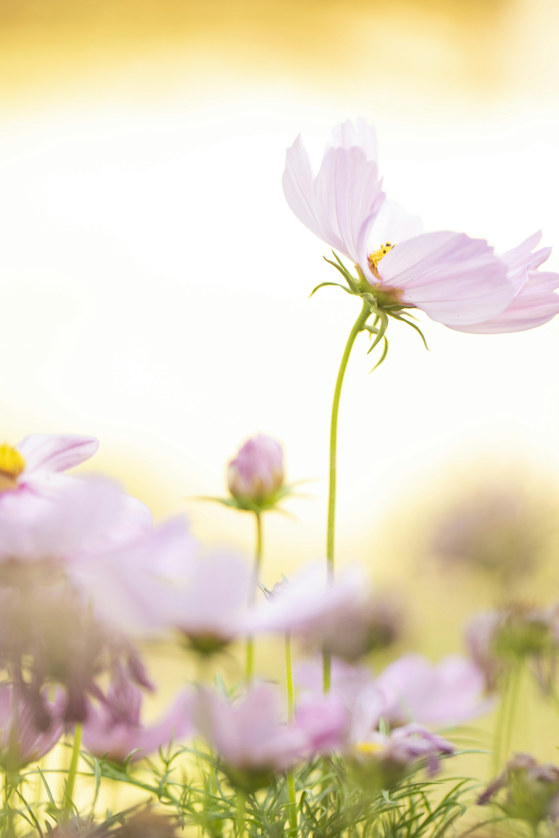 A field of pink flowers with a blurry background