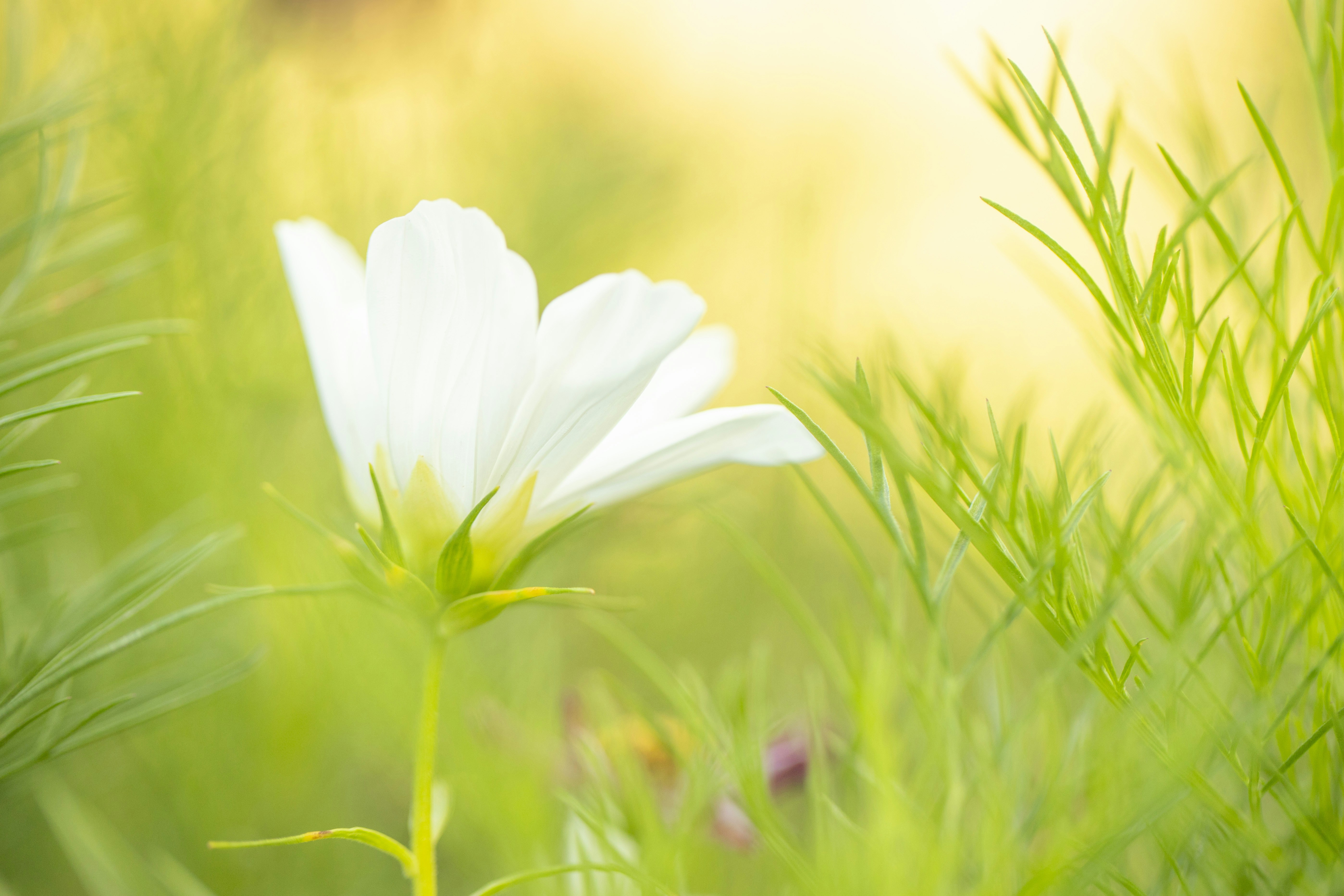 Photo by stef_enheart