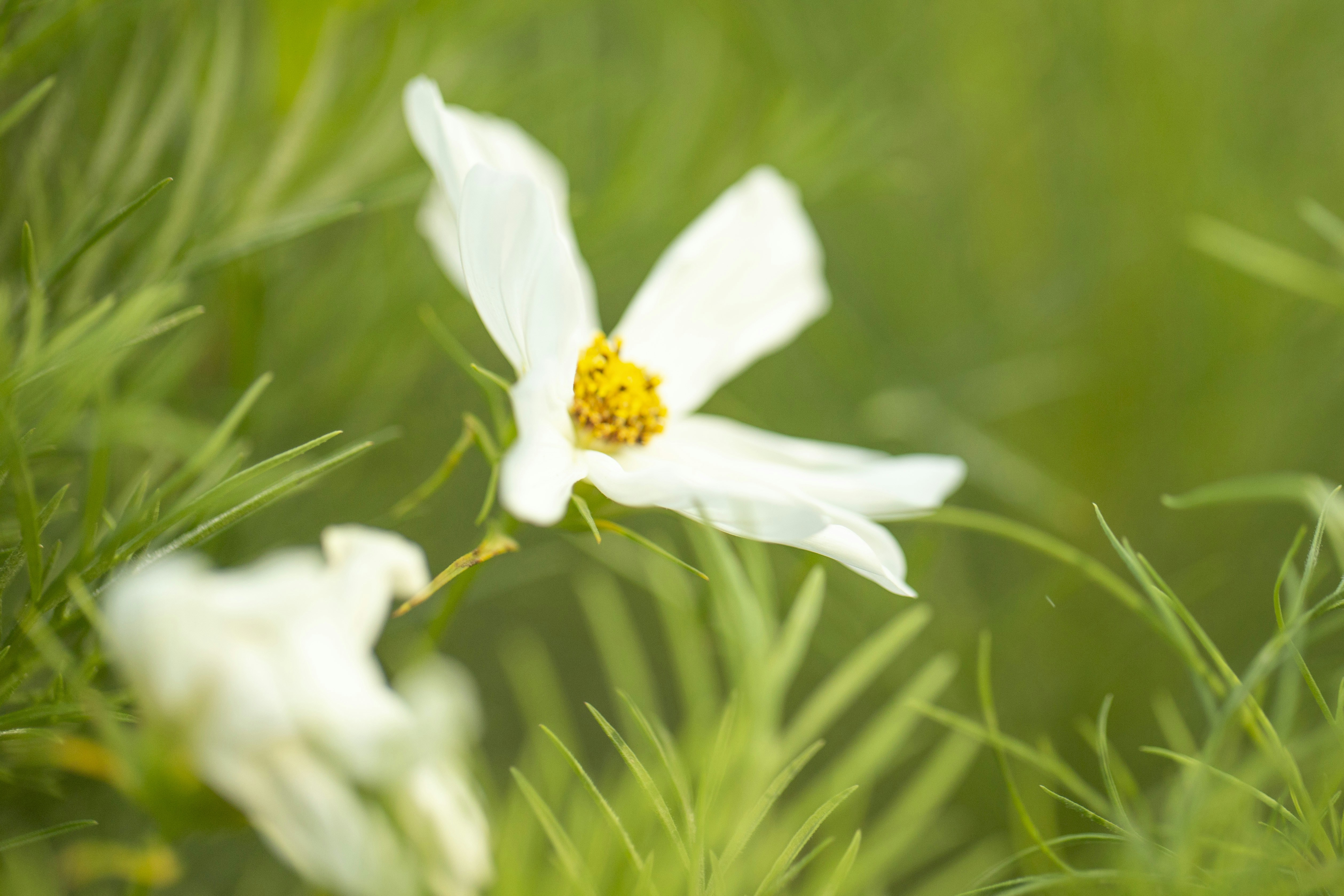 Photo by stef_enheart