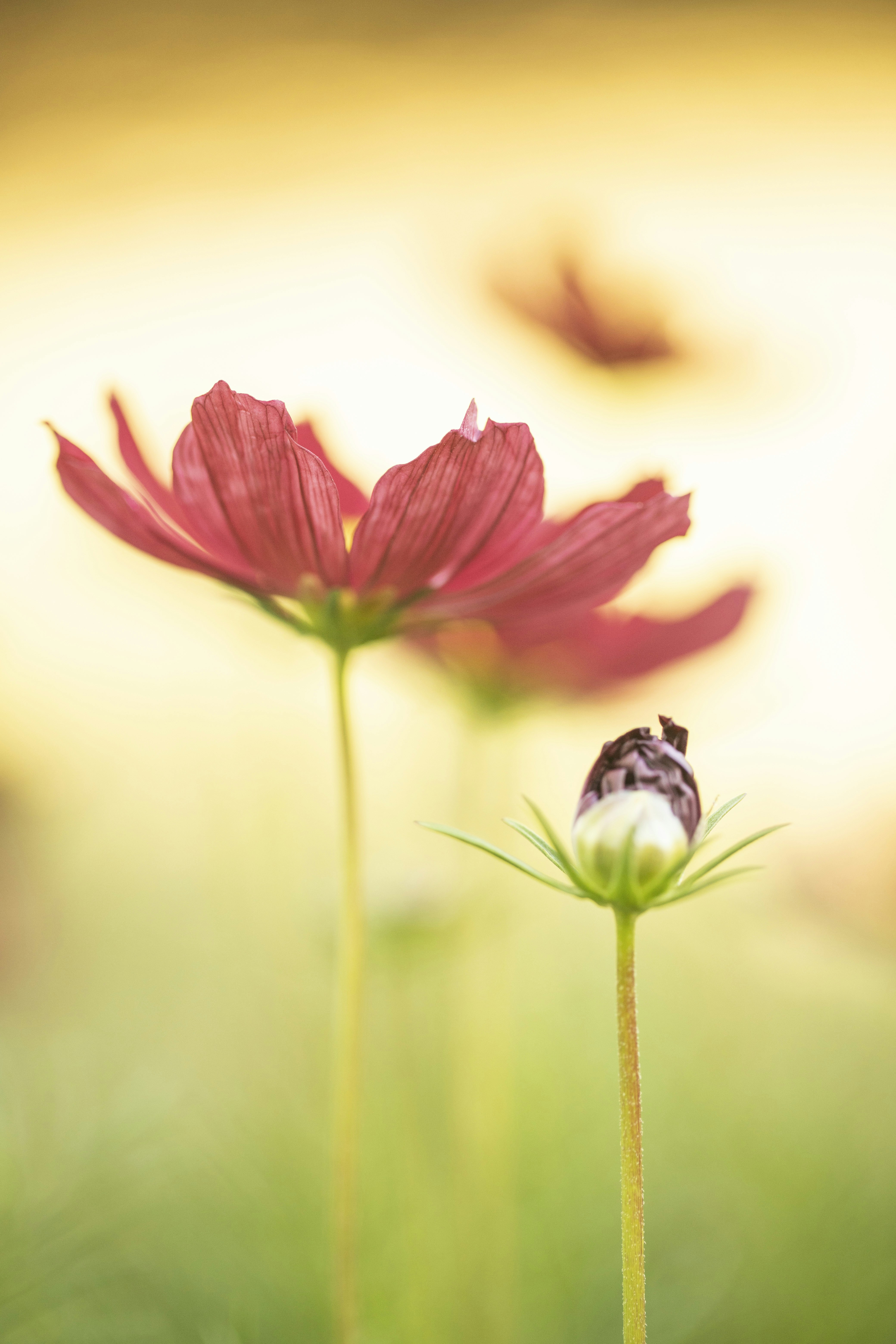 Photo by stef_enheart