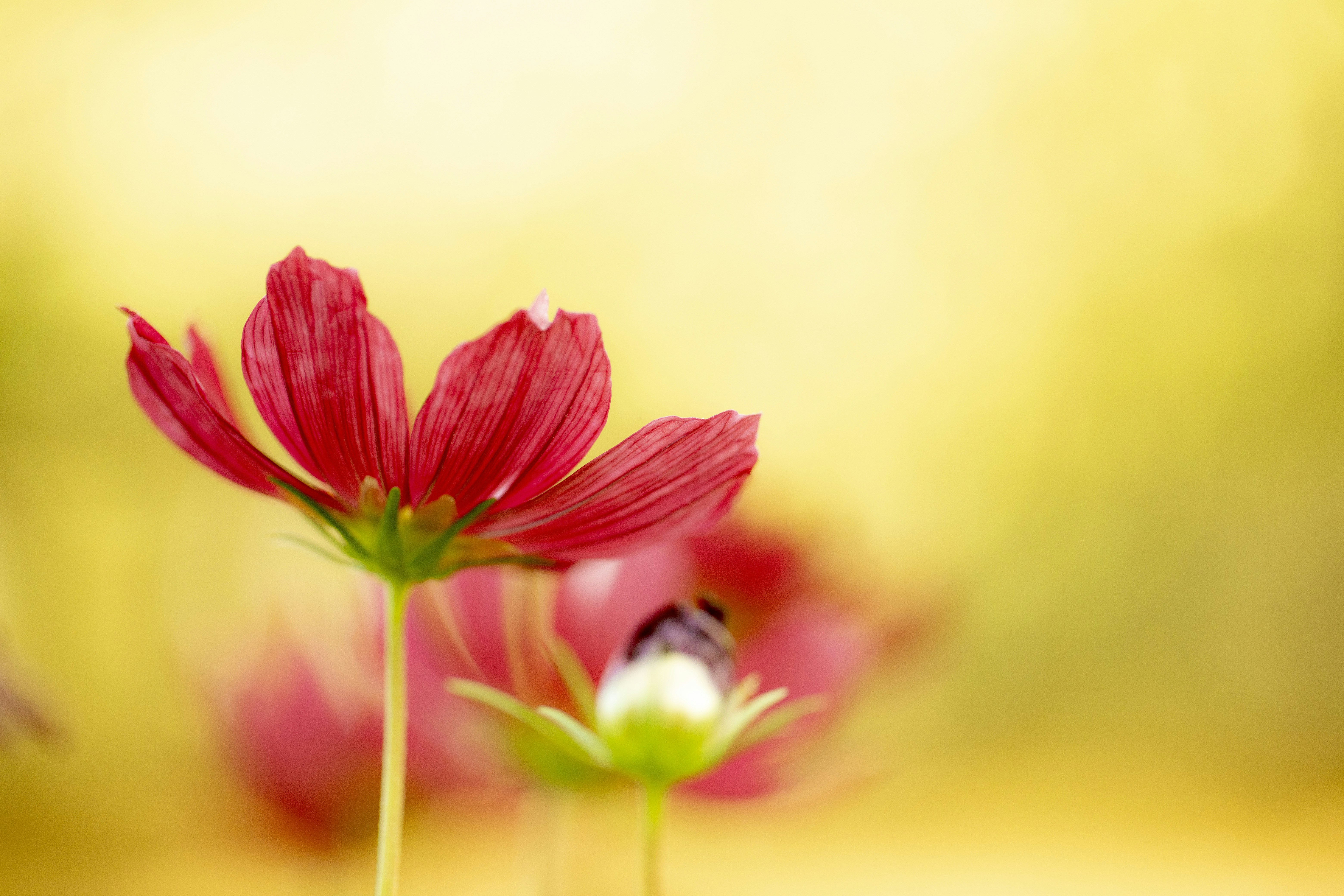 Photo by stef_enheart