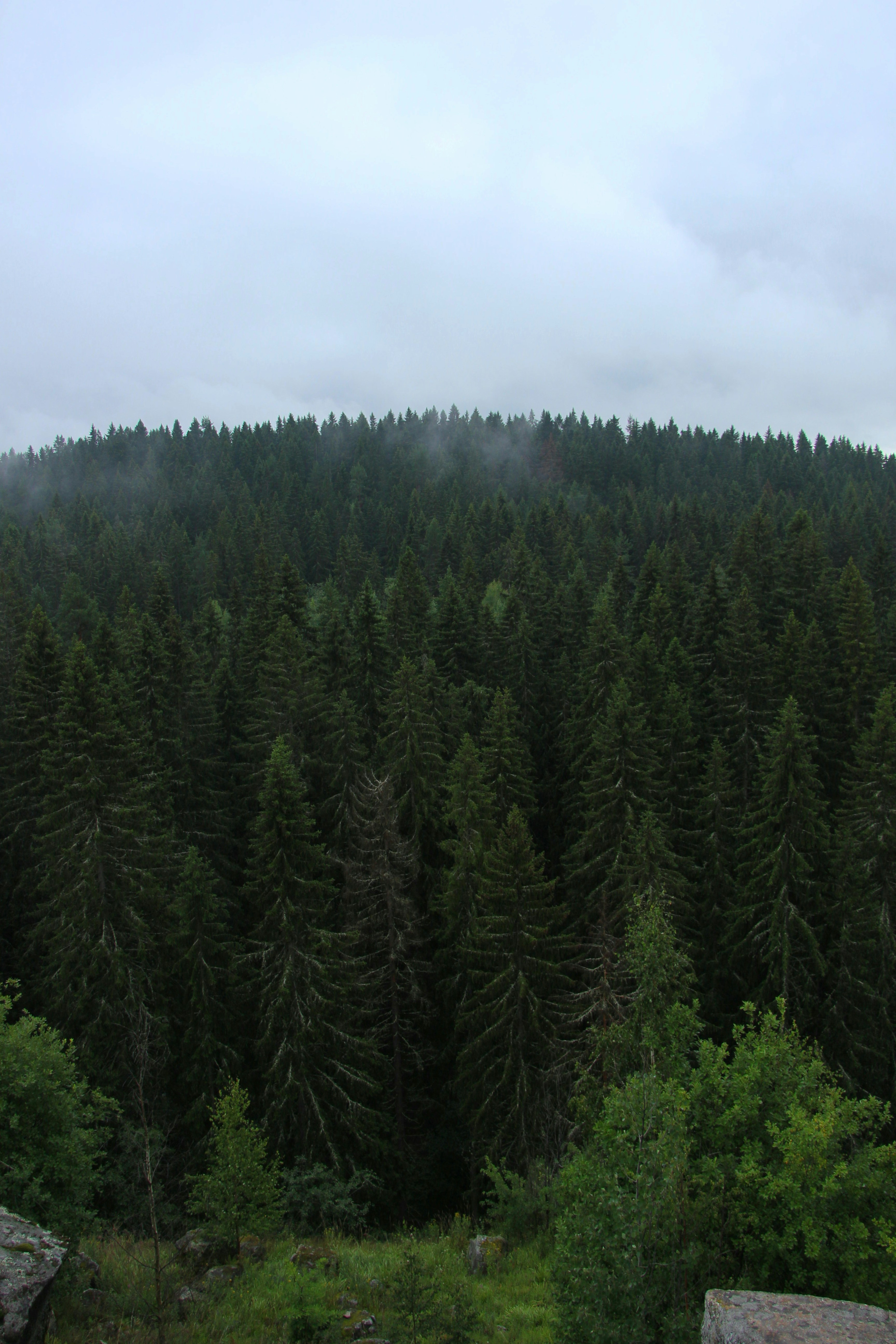 Photo by felis_catus