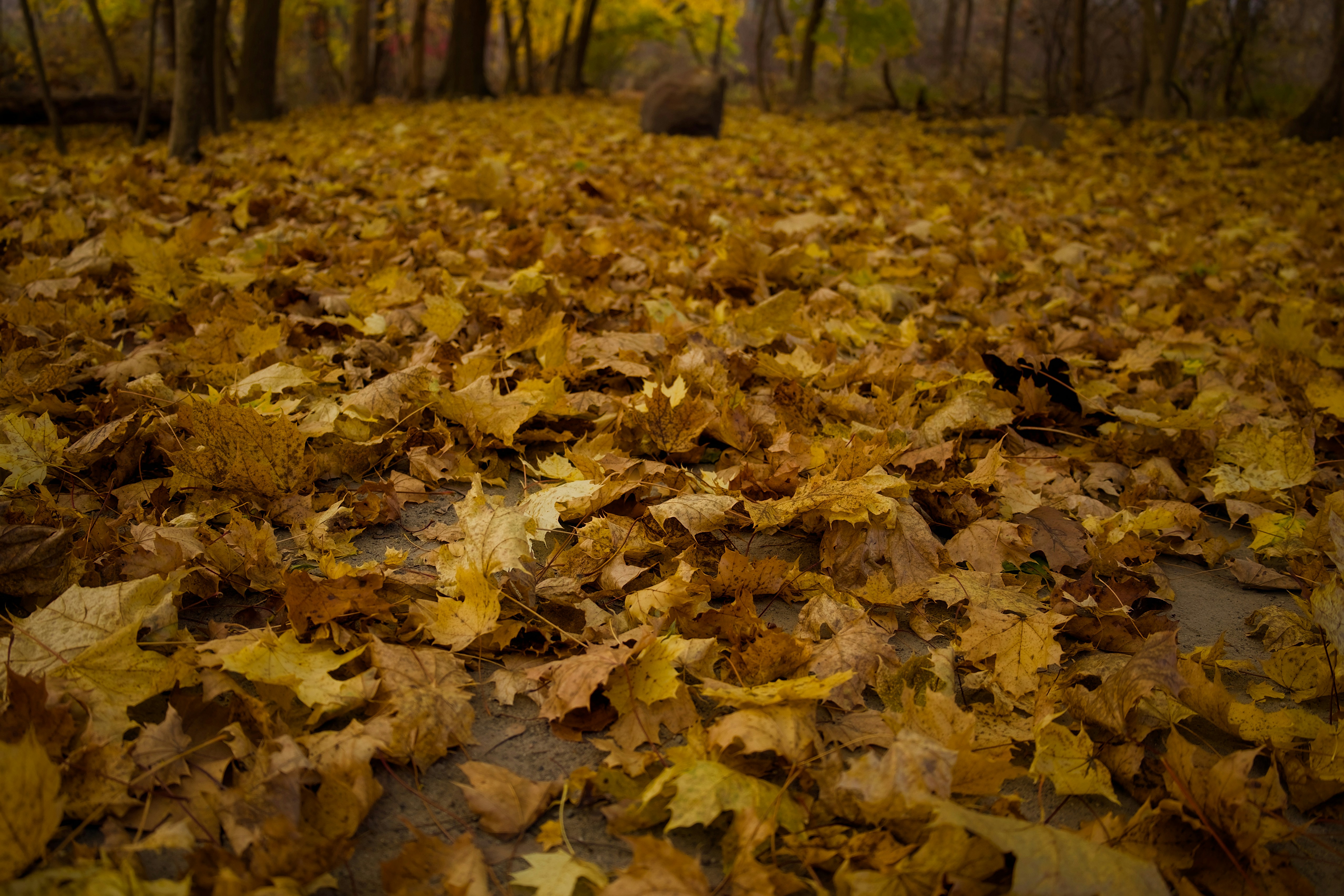 Photo by sherebiahtishbi