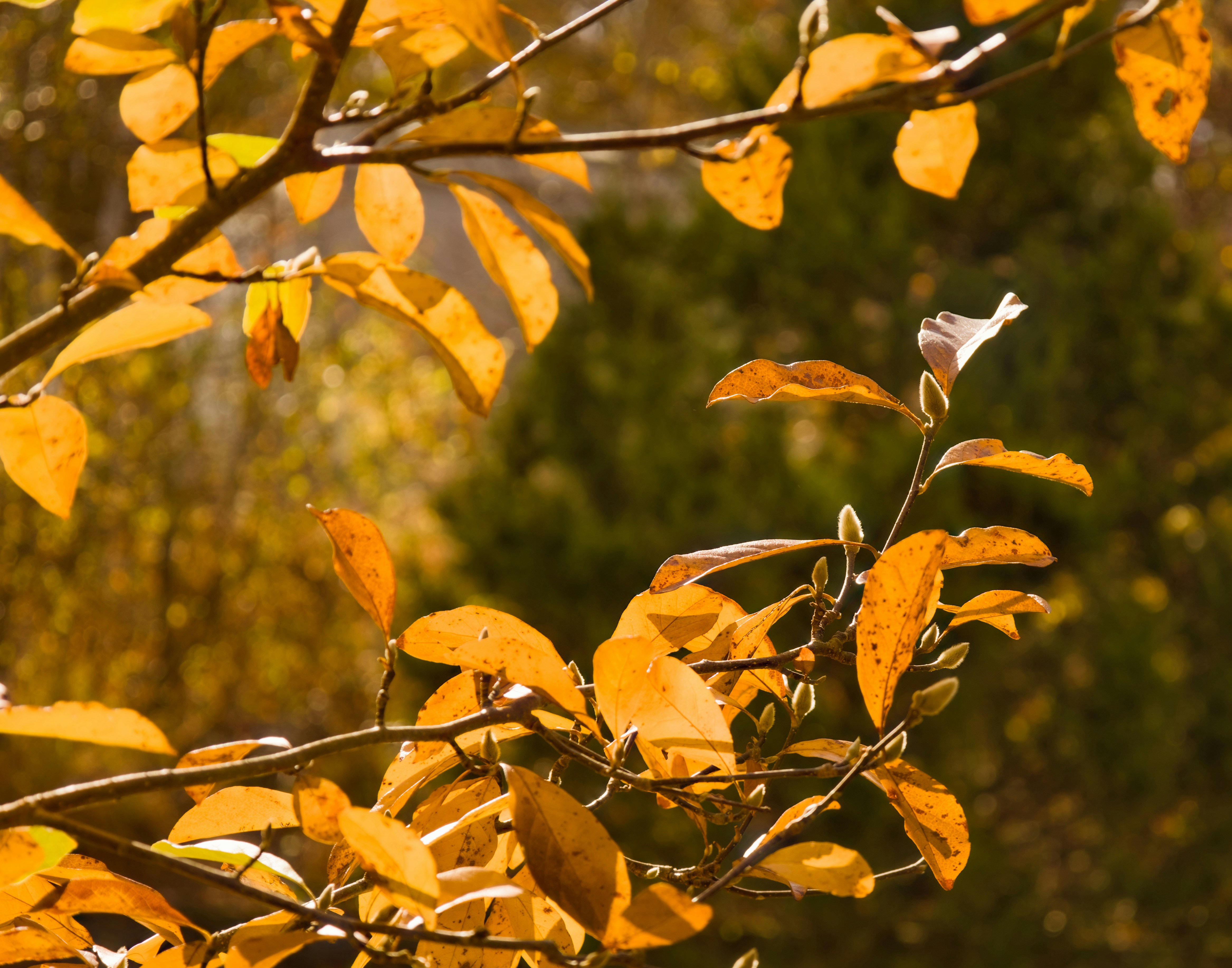 Photo by sherebiahtishbi