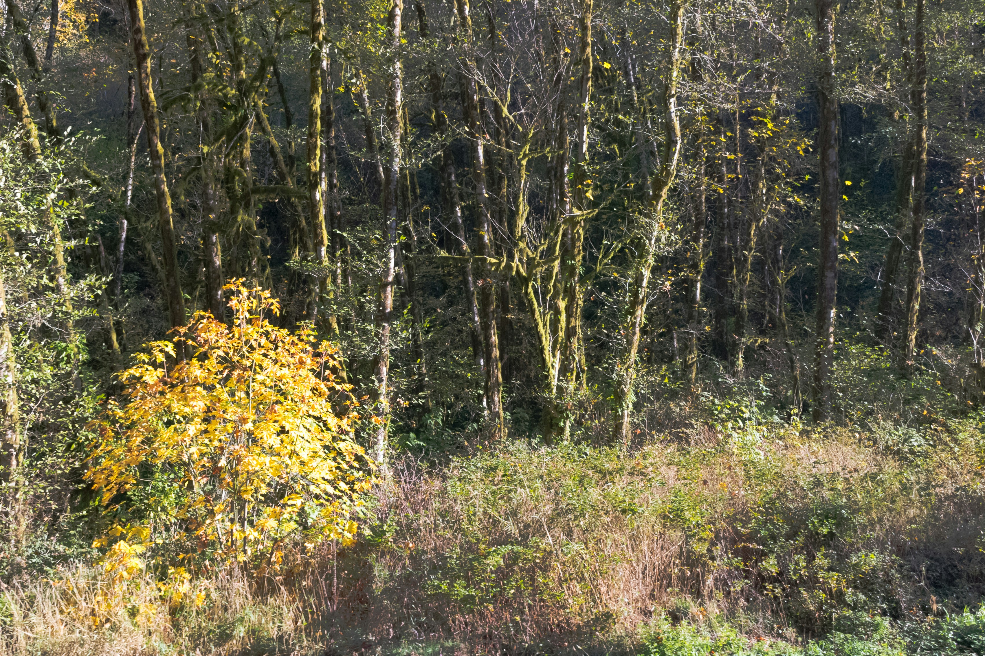 A forest filled with lots of tall trees