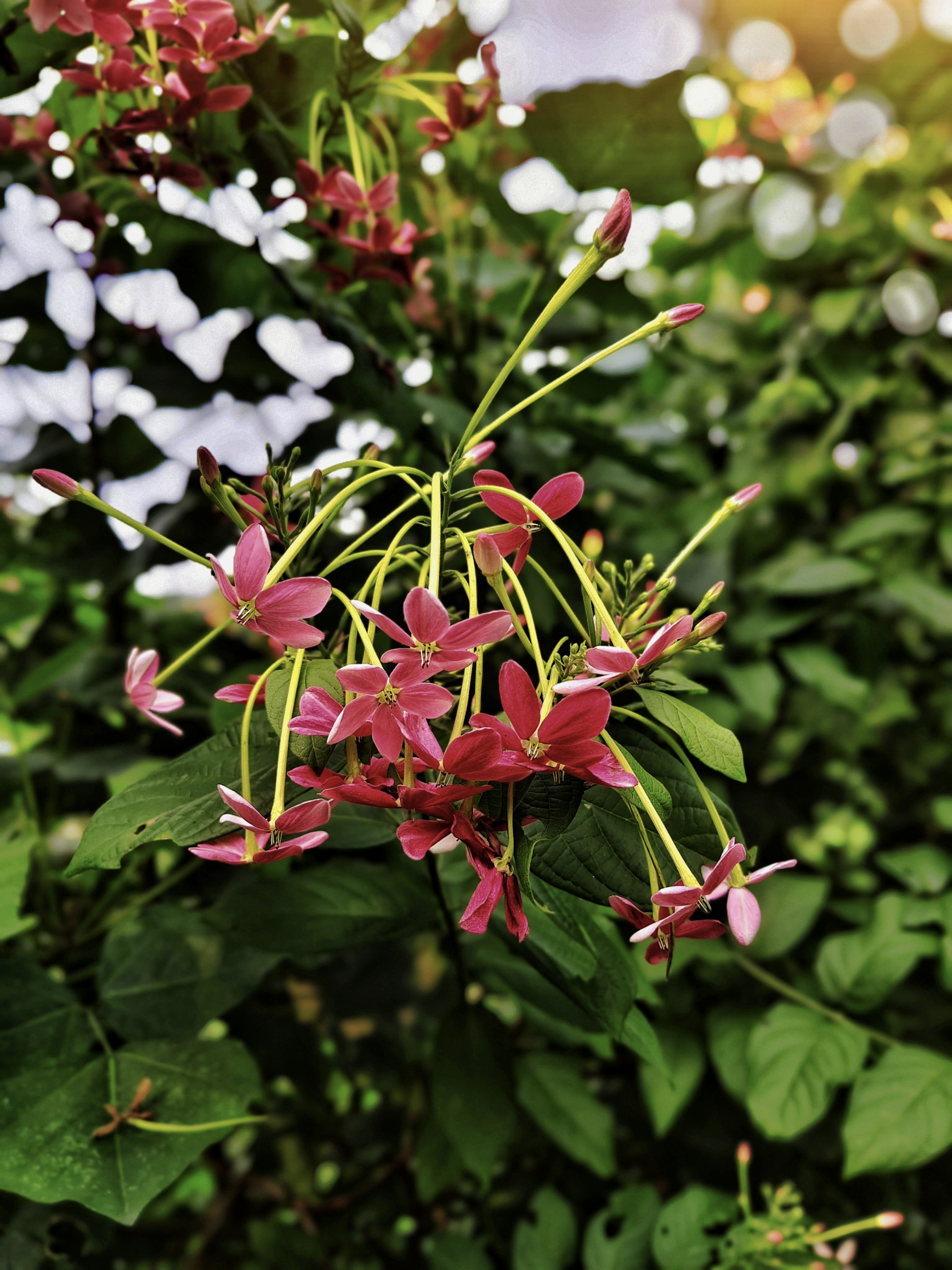 Photo by samimxani