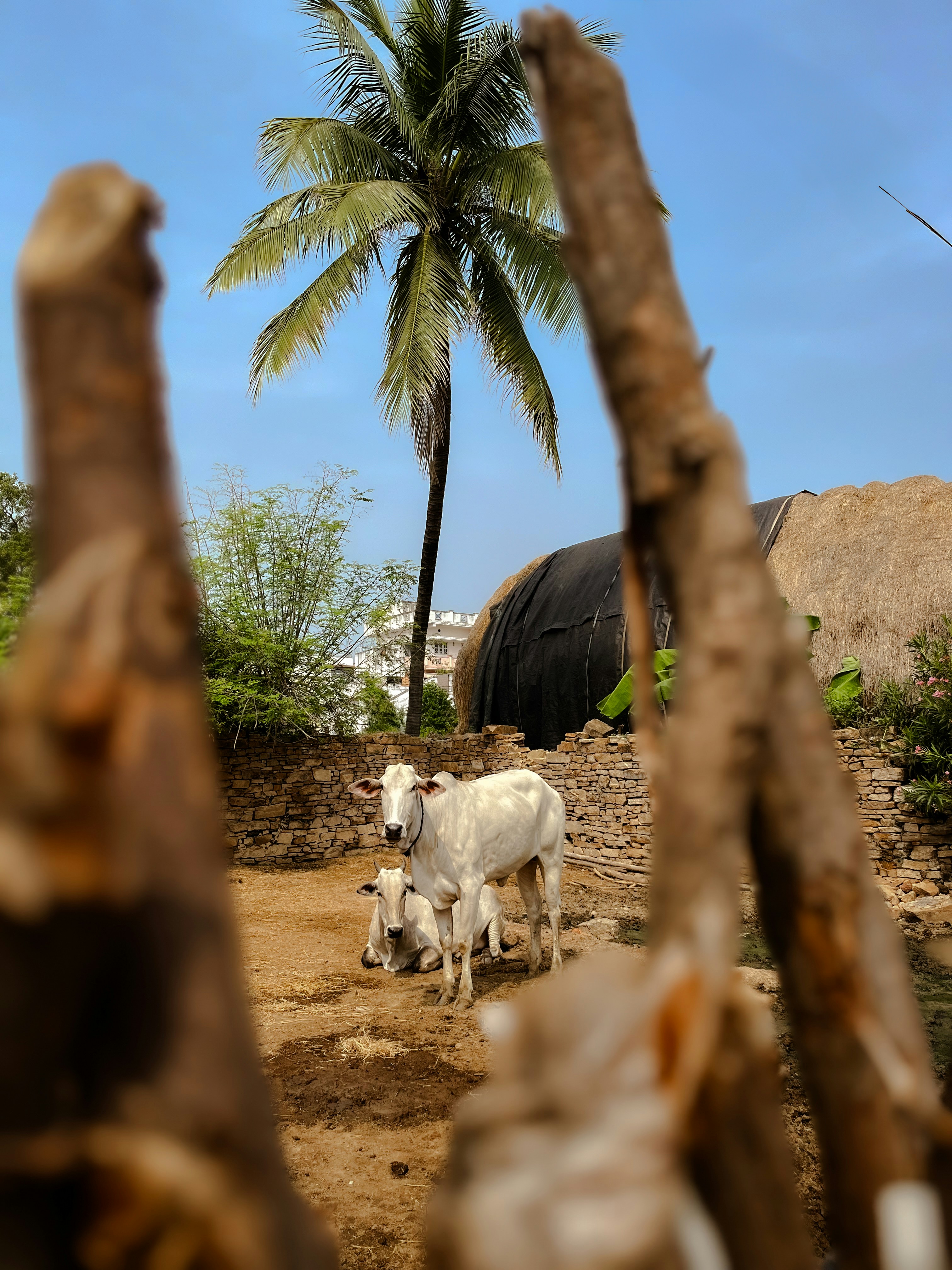 Un par de vacas caminando por un camino de tierra